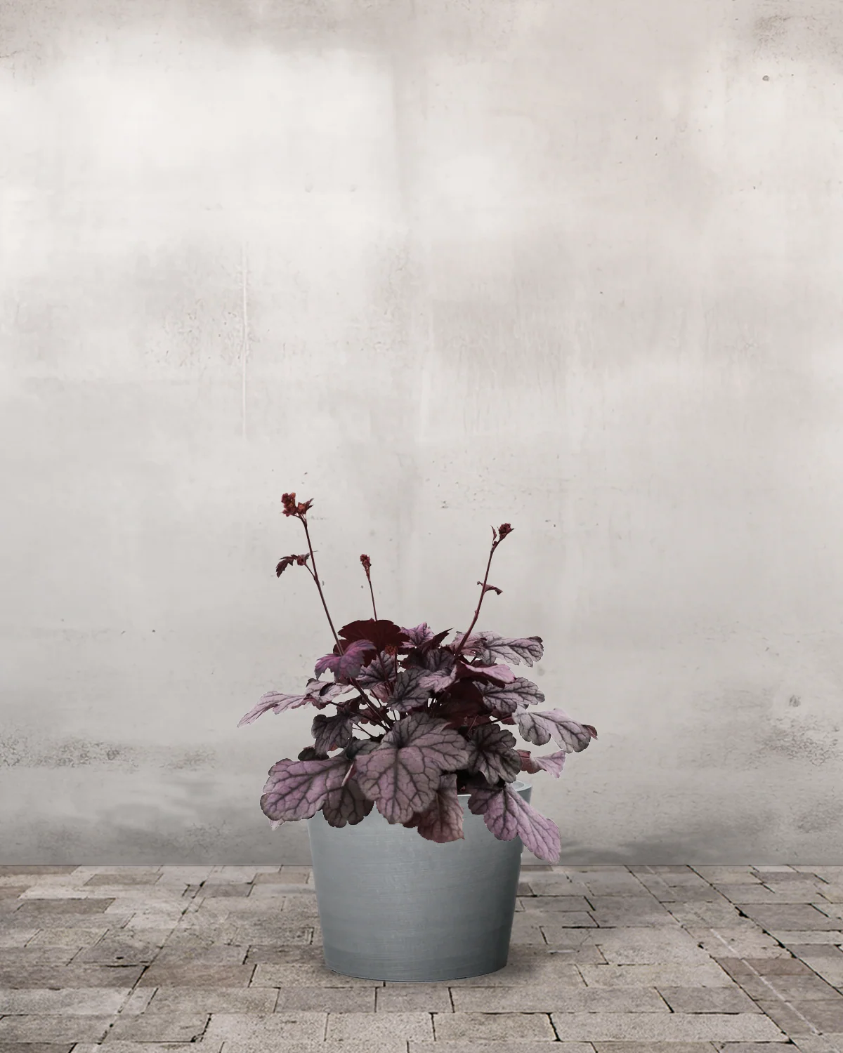 Alunrod, Heuchera 'Sugar Plum' – 12 cm potte - Image 4