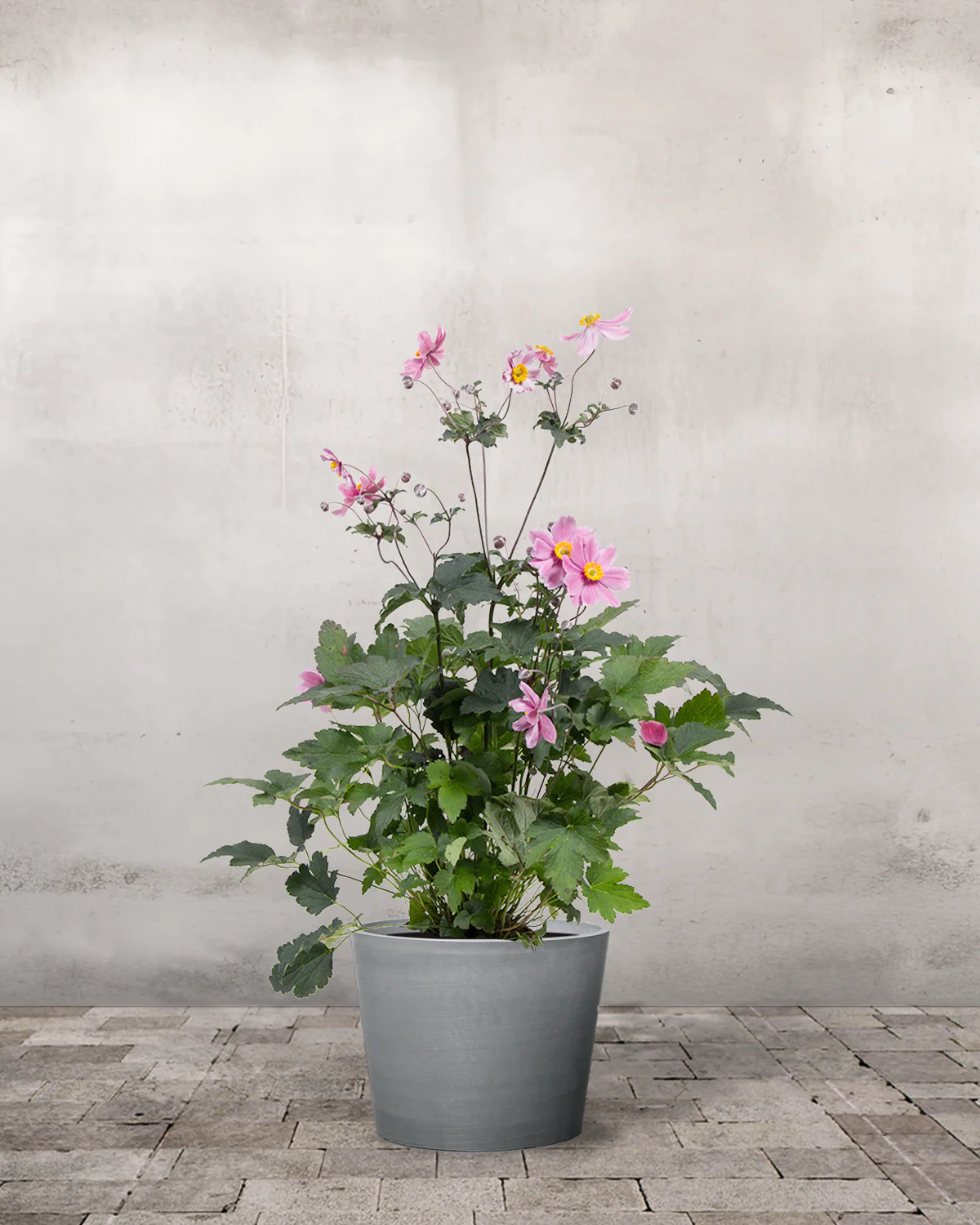 Høstanemone, Jap. 'Königen Charlotte' - 12 cm potte - Image 3