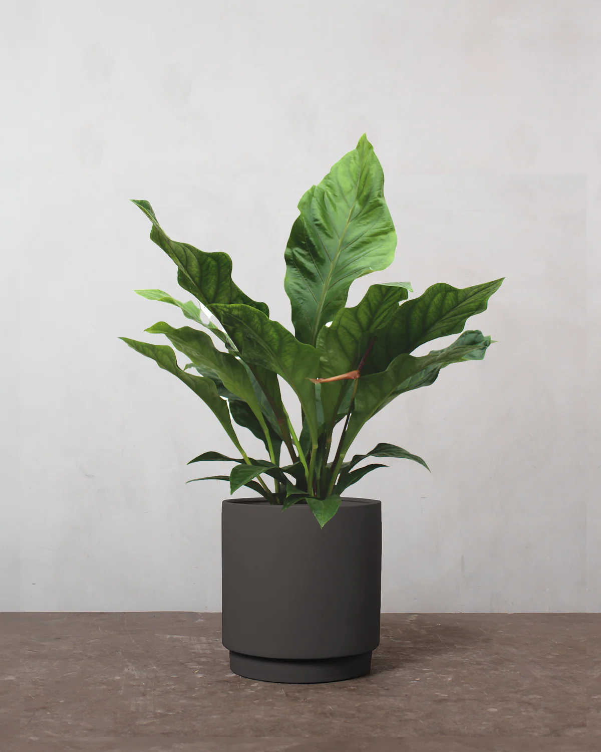 Anthurium 'Jungle King' - 60-80 cm - Image 5