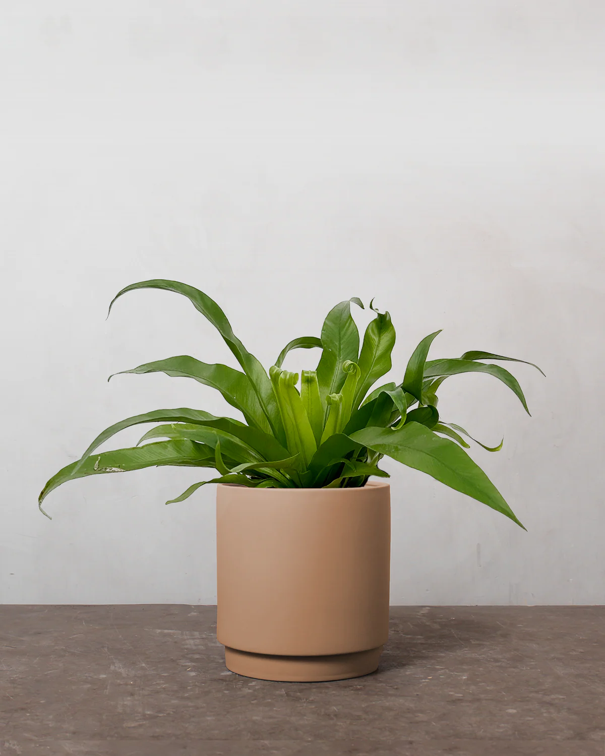Asplenium Antiquum - 20-30 cm - Image 3