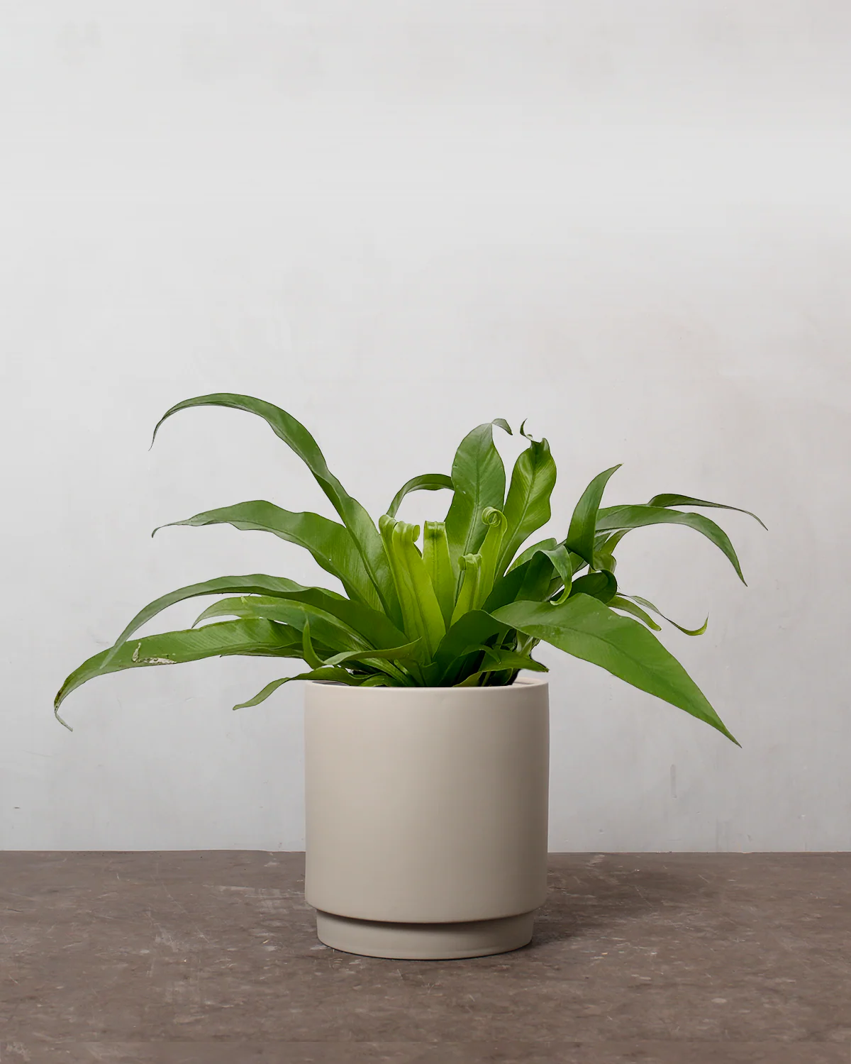 Asplenium Antiquum - 20-30 cm - Image 4