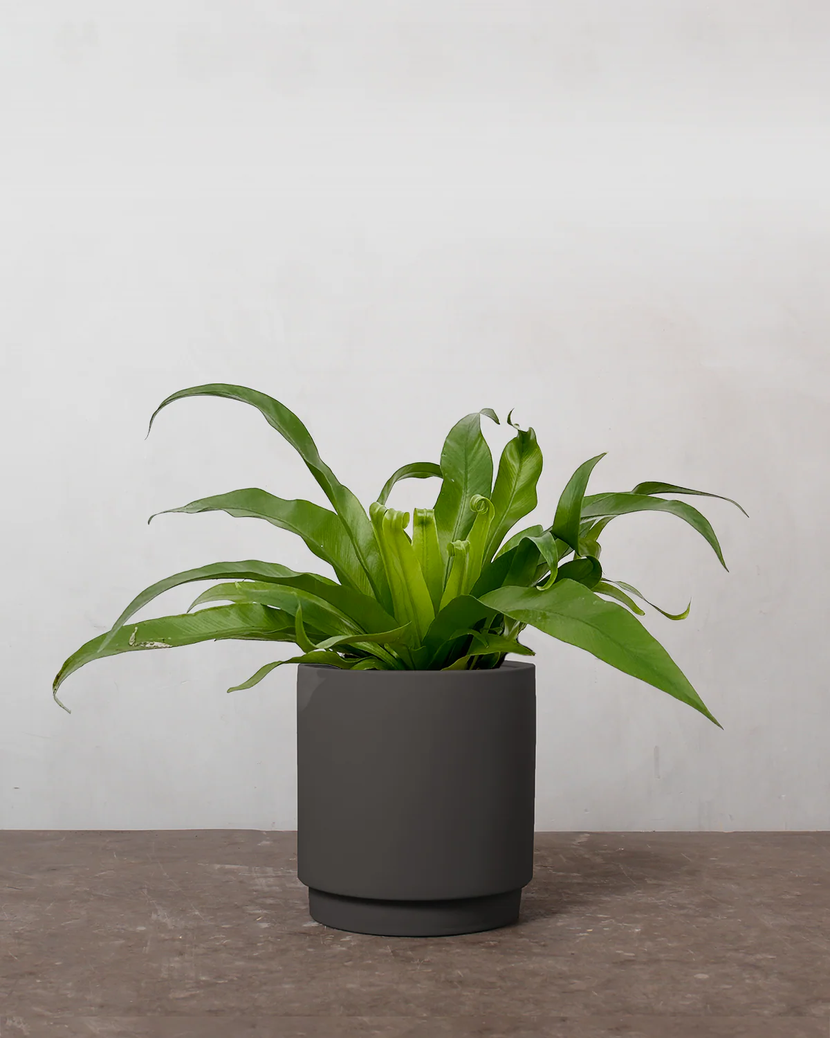 Asplenium Antiquum - 20-30 cm - Image 5