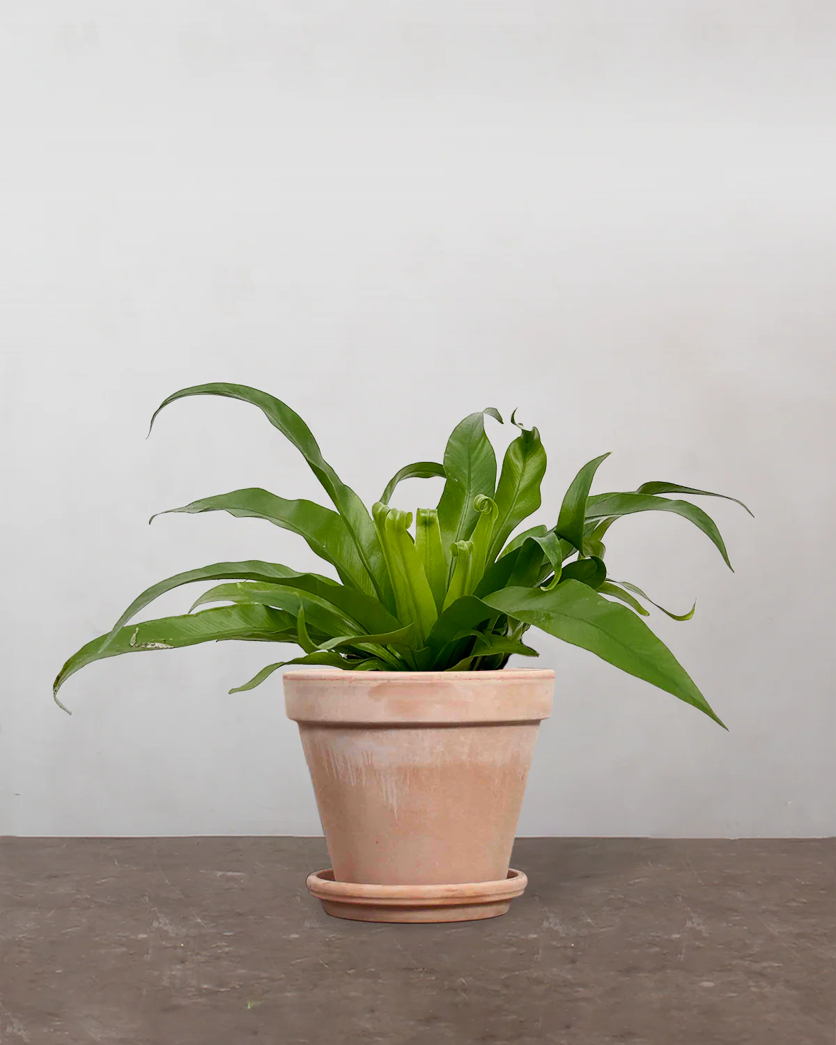 Asplenium Antiquum - 20-30 cm - Image 6