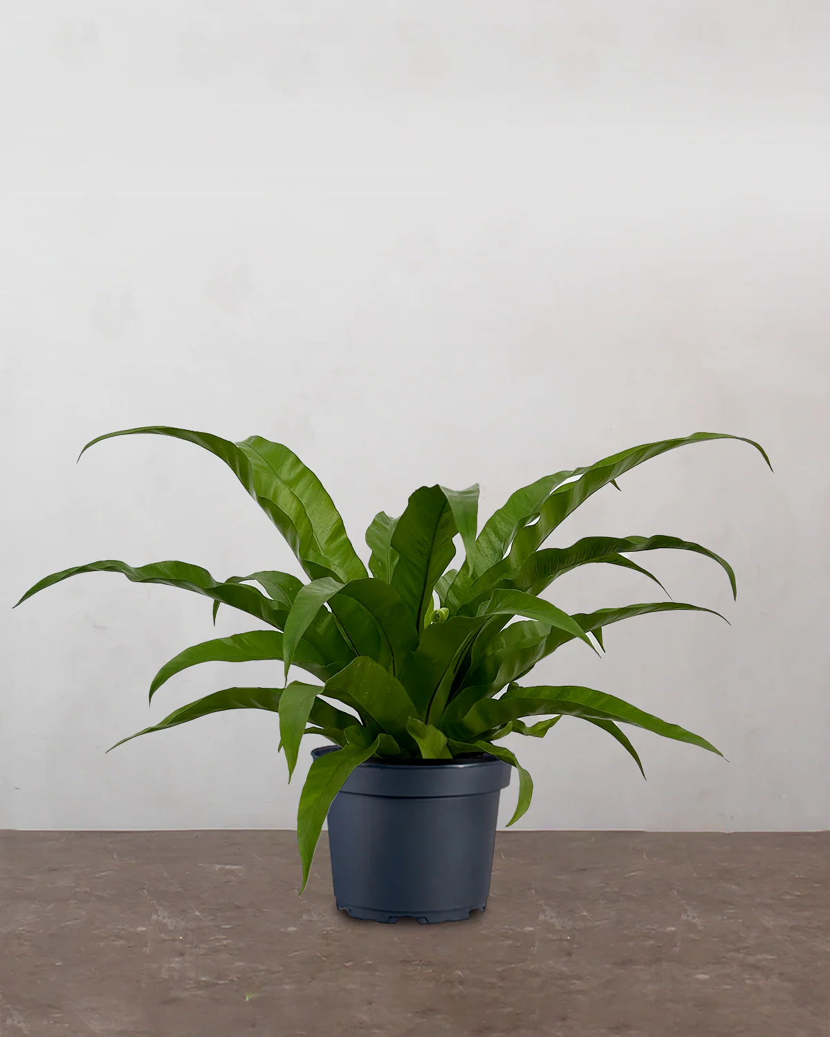 Asplenium Antiquum - 40-60 cm