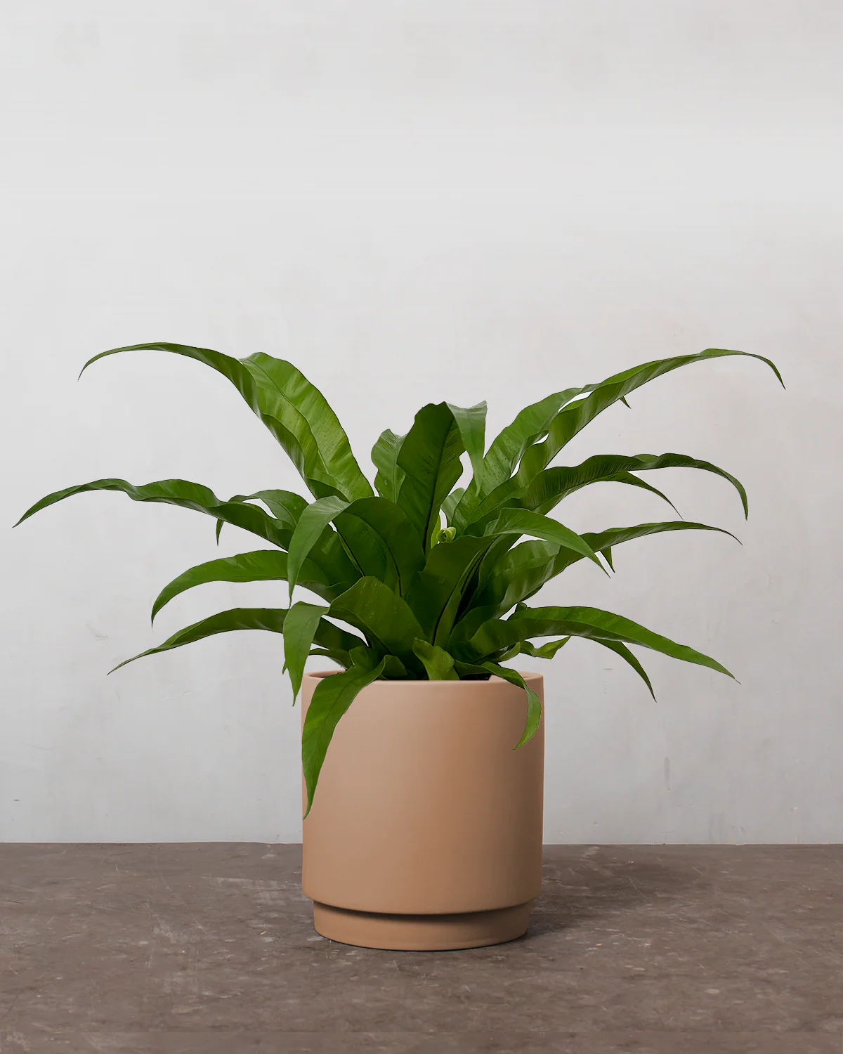 Asplenium Antiquum - 40-60 cm - Image 3