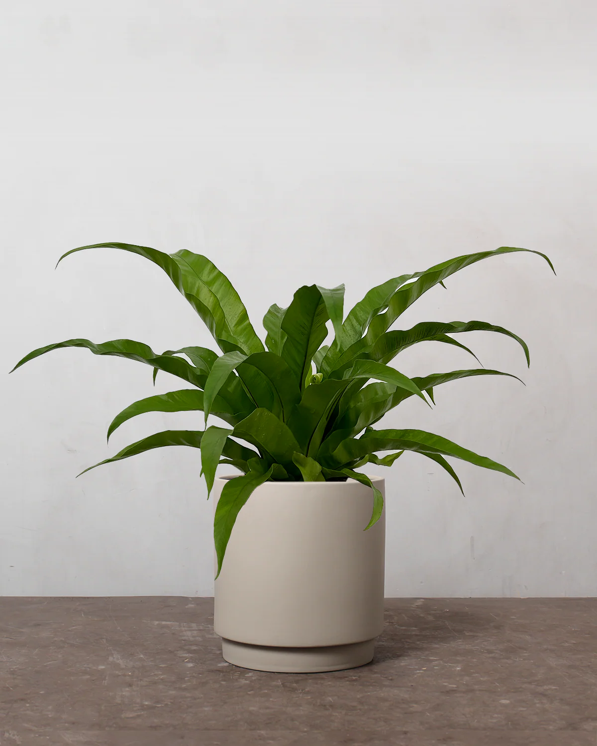 Asplenium Antiquum - 40-60 cm - Image 4