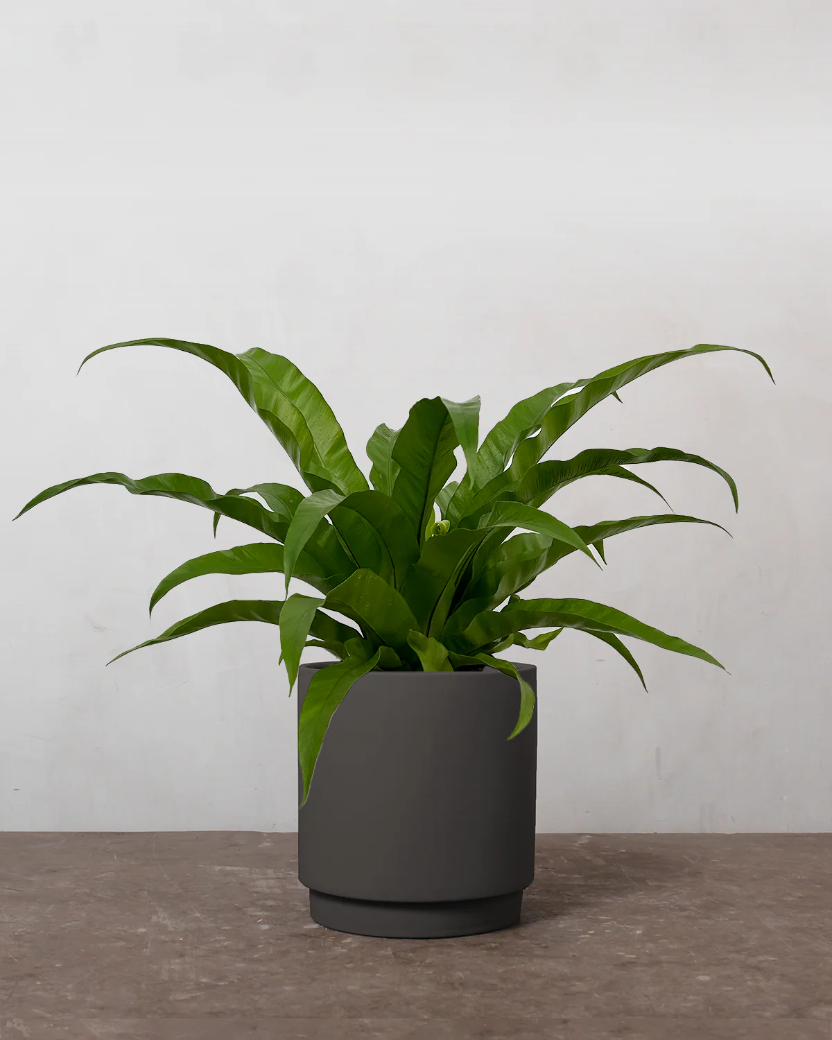 Asplenium Antiquum - 40-60 cm - Image 5