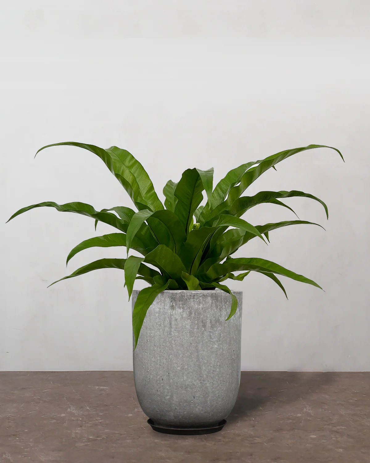 Asplenium Antiquum - 40-60 cm - Image 7