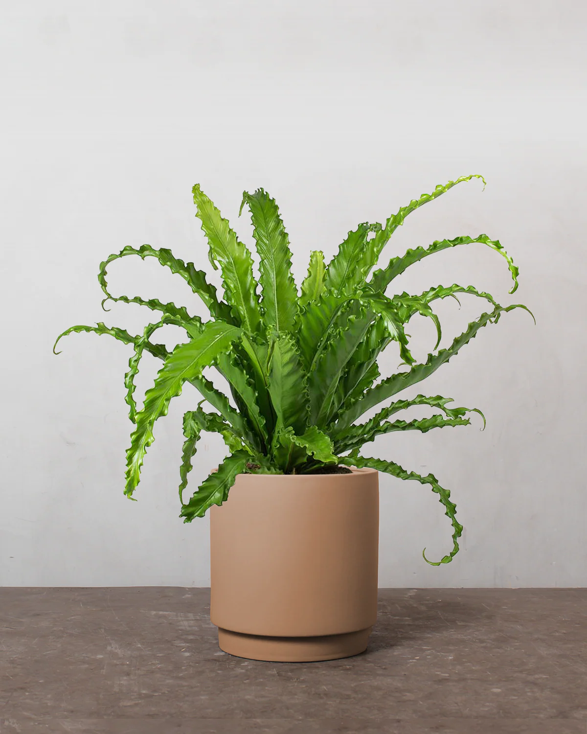 Asplenium Osaka - 40-60 cm - Image 3