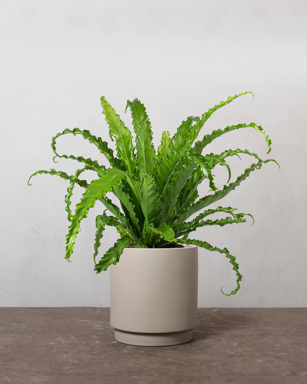 Asplenium Osaka - 40-60 cm - Image 4