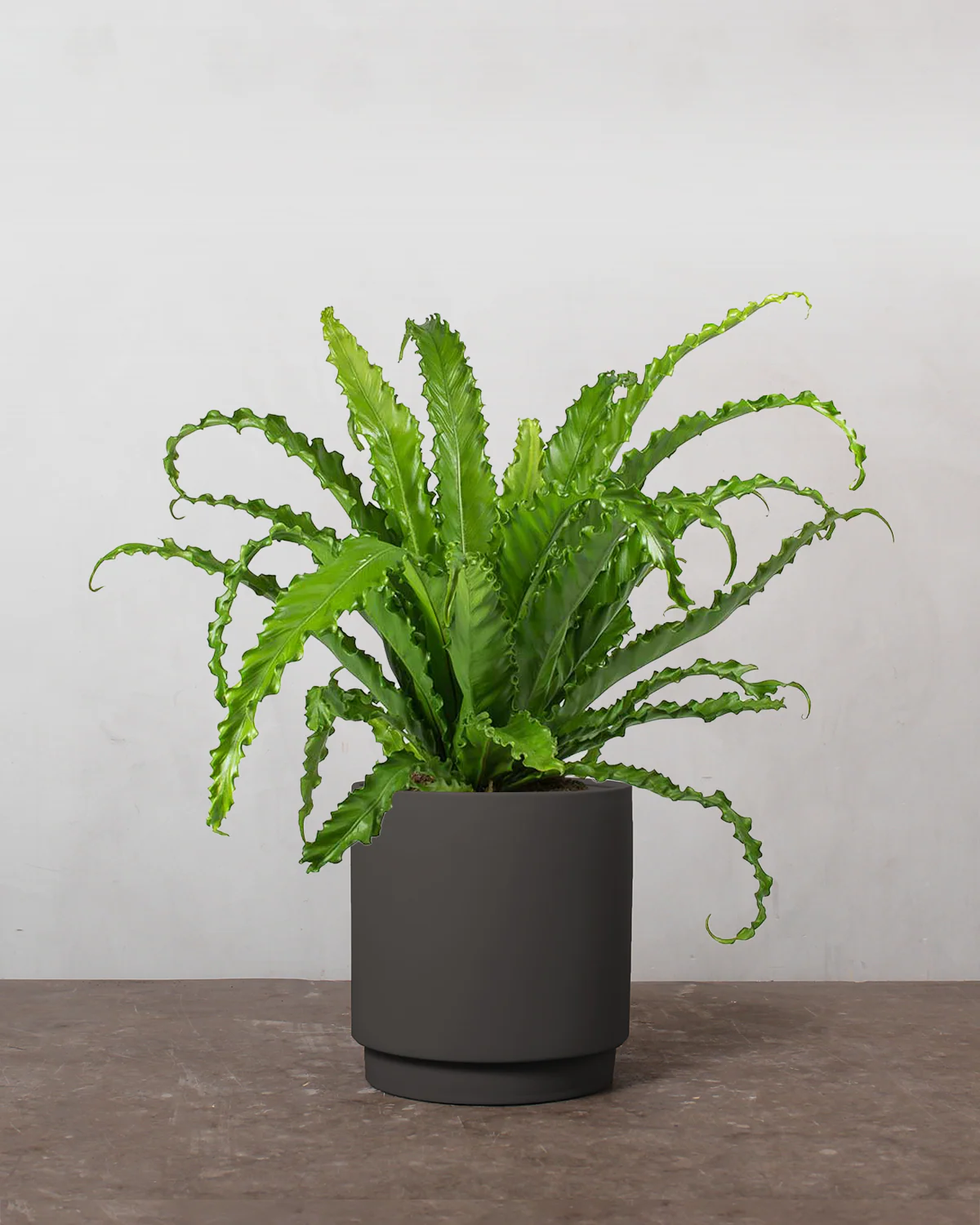 Asplenium Osaka - 40-60 cm - Image 5