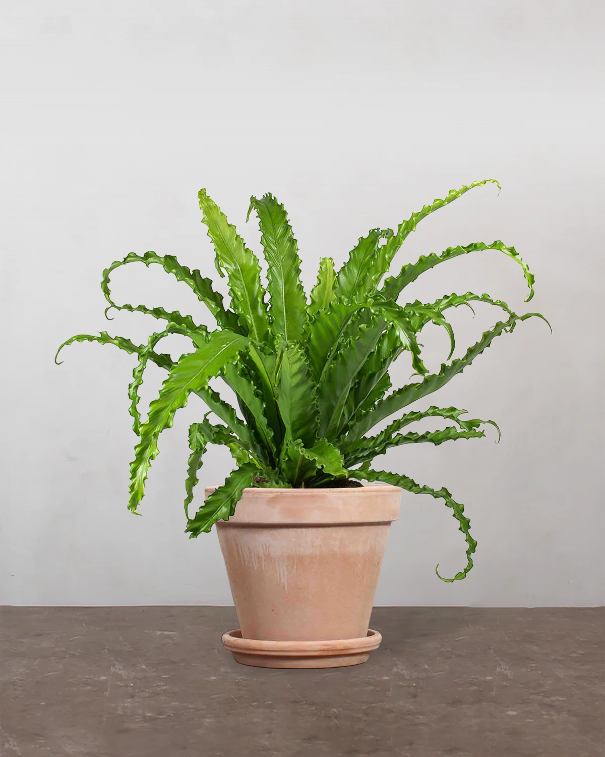 Asplenium Osaka - 40-60 cm - Image 6
