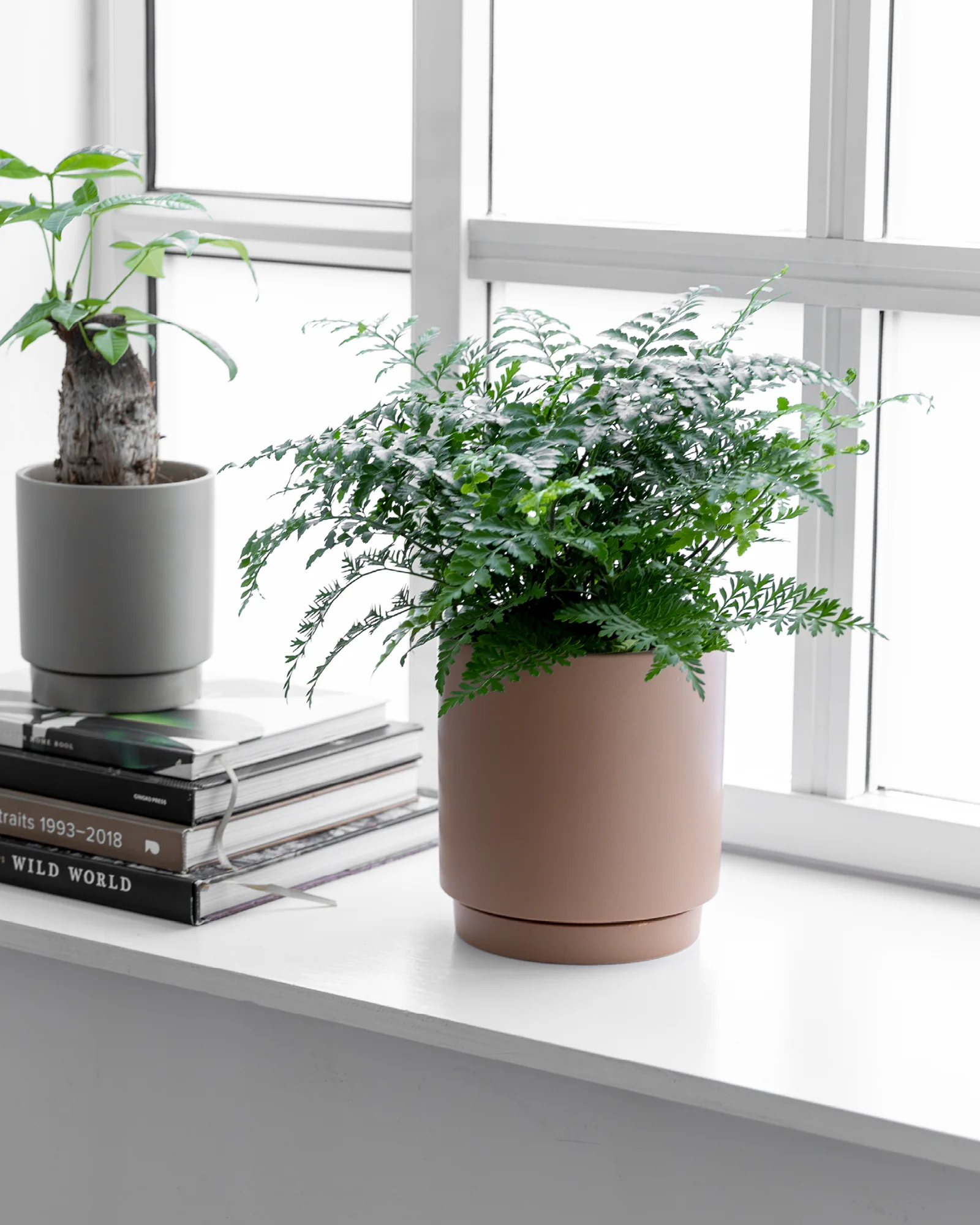 Asplenium Parvati - 40-60 cm - Image 3