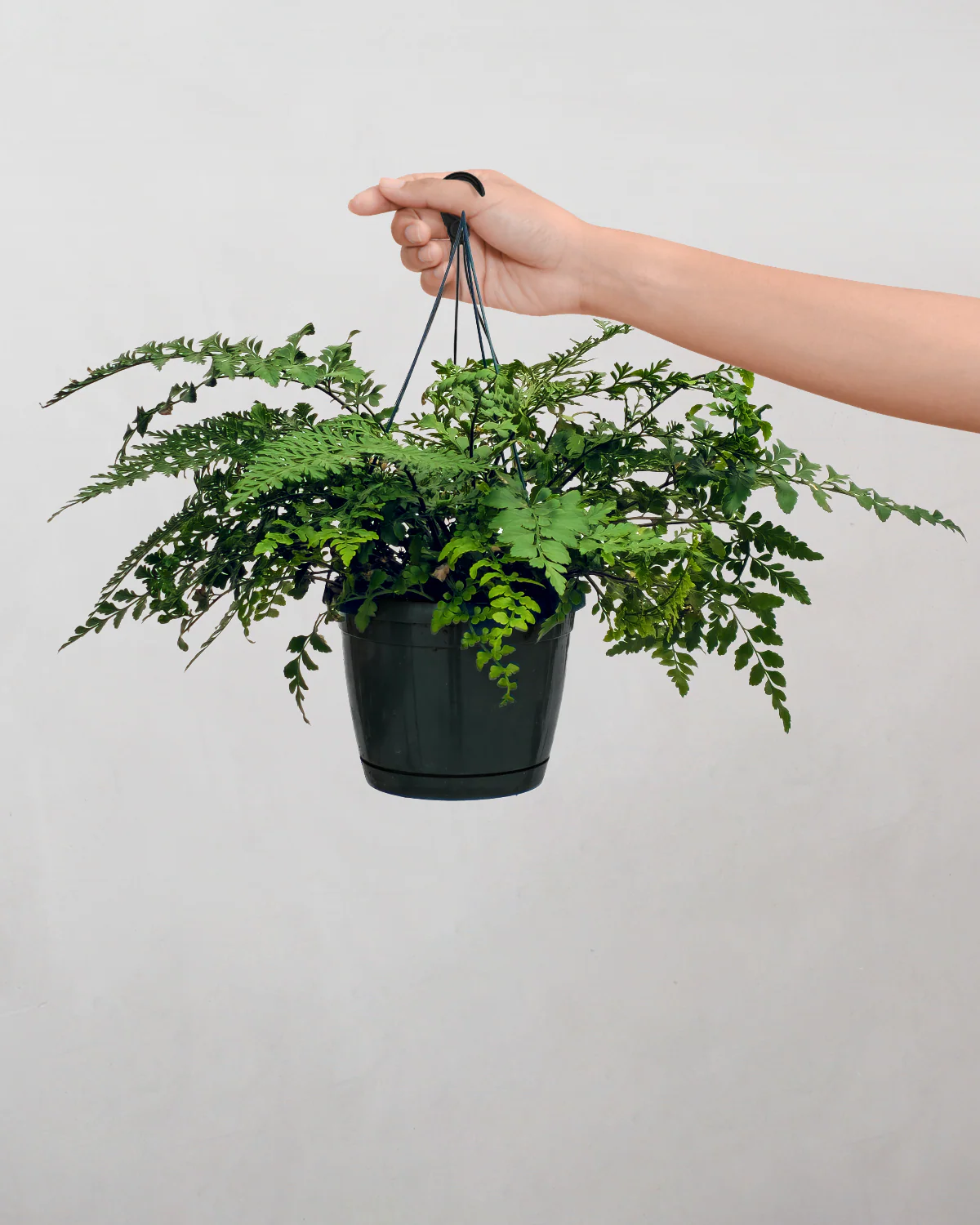 Asplenium Parvati - 40-60 cm - Image 4