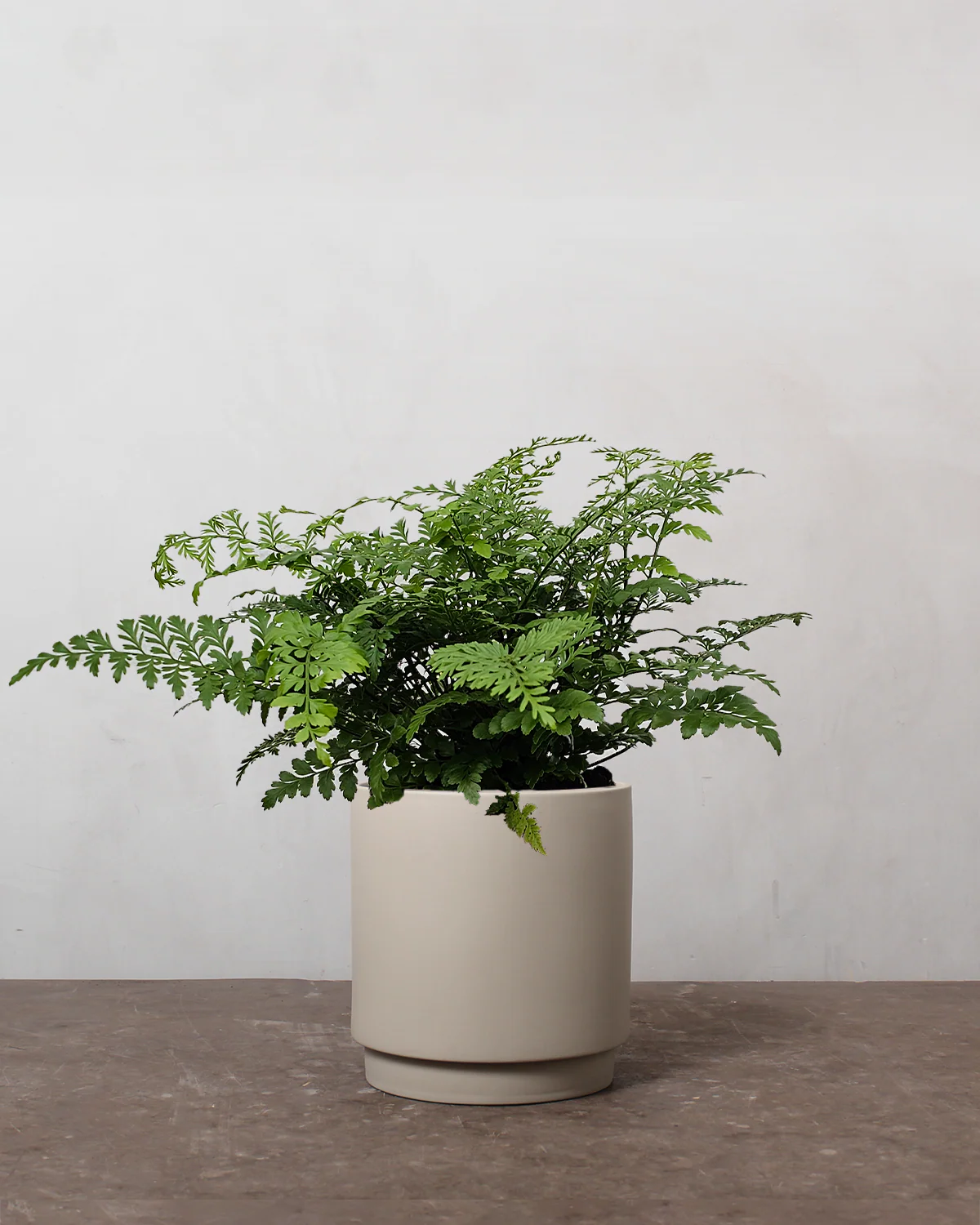 Asplenium Parvati - 40-60 cm - Image 5