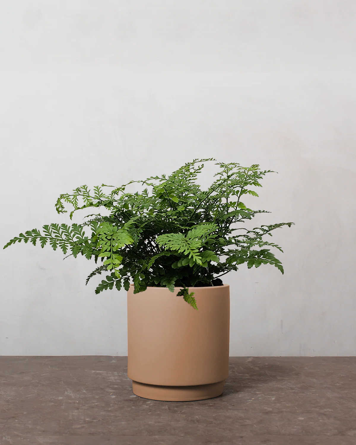 Asplenium Parvati - 40-60 cm - Image 6