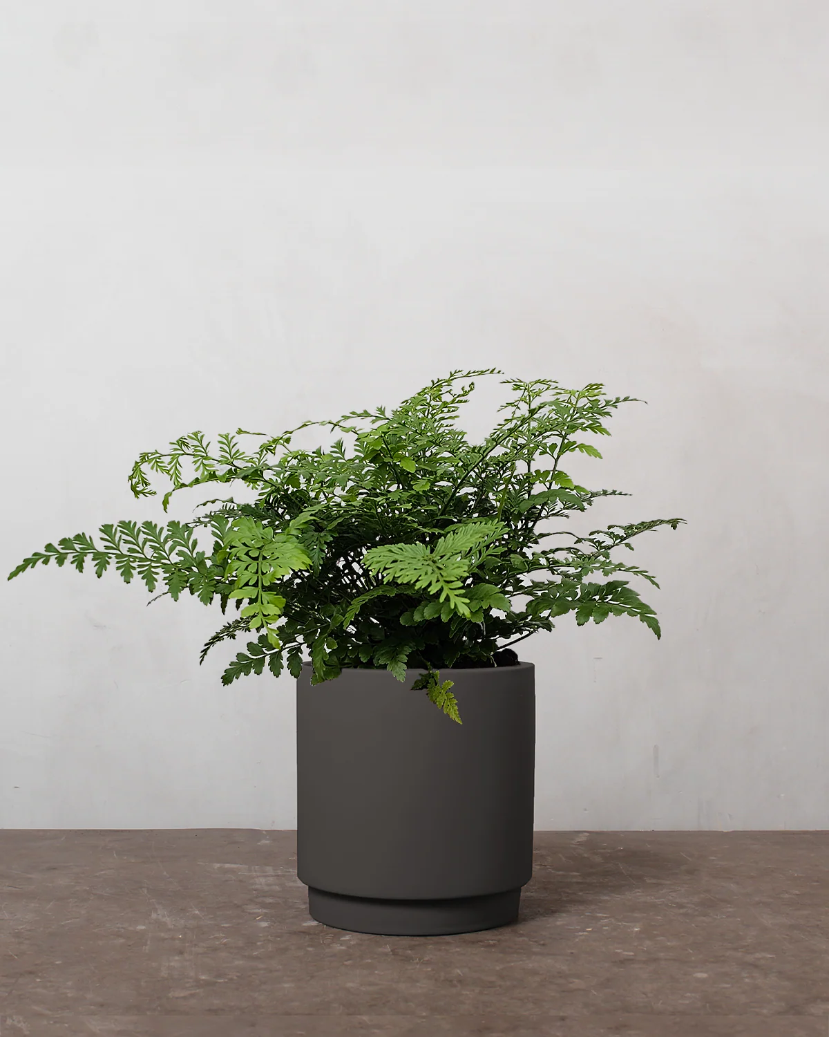 Asplenium Parvati - 40-60 cm - Image 7