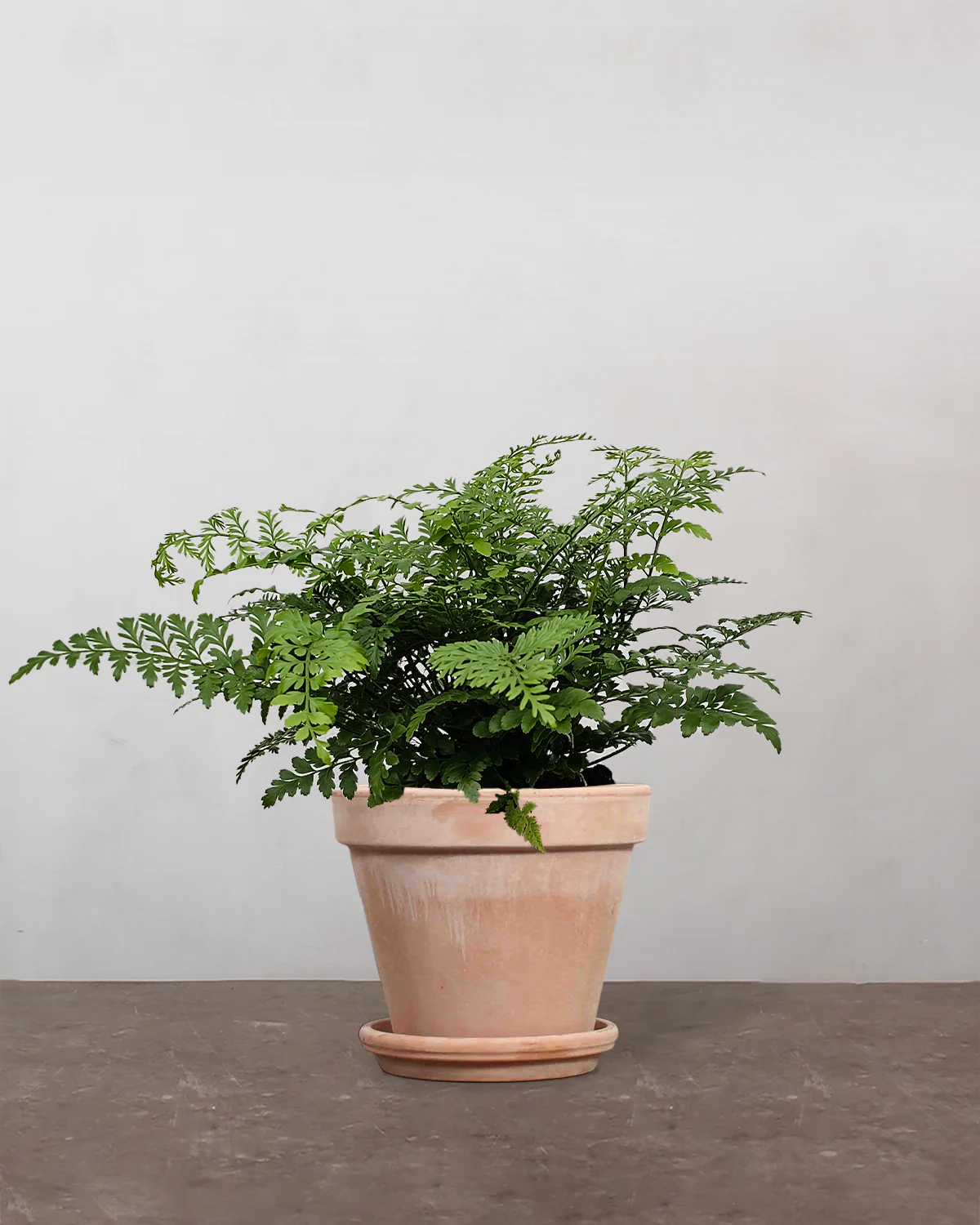 Asplenium Parvati - 40-60 cm - Image 8