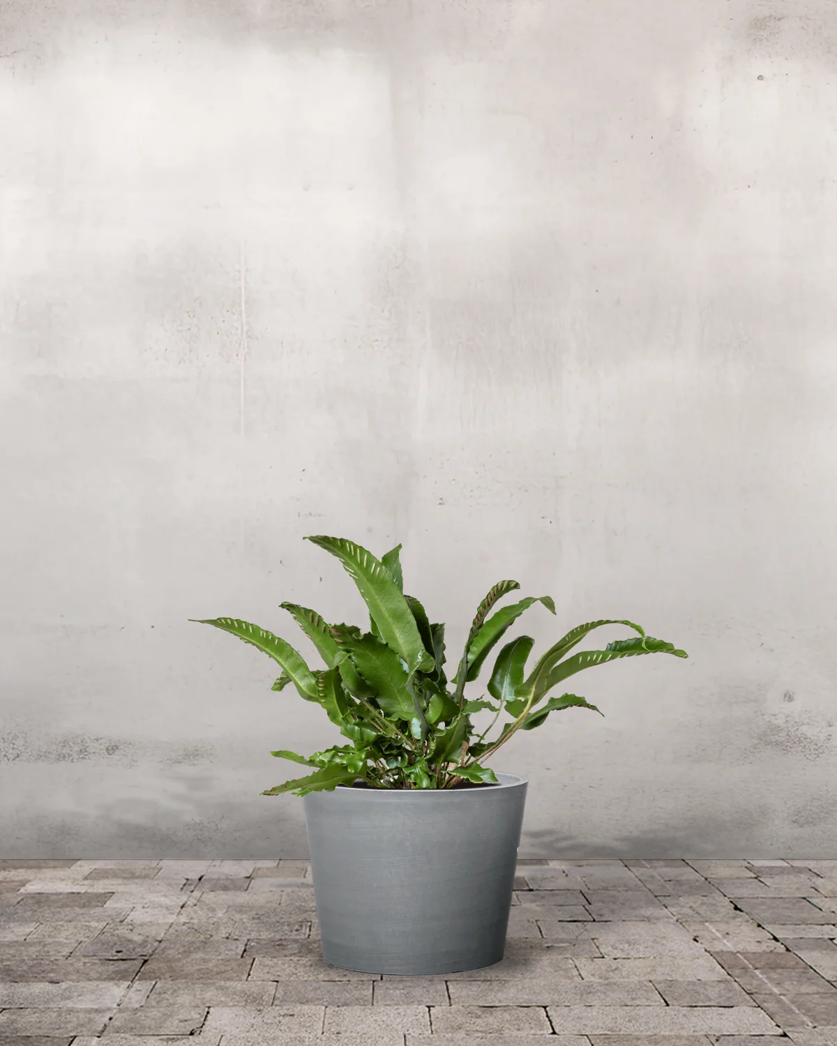 Hjortetunge, Asplenium scolopendrium - 20-40 cm - Image 3