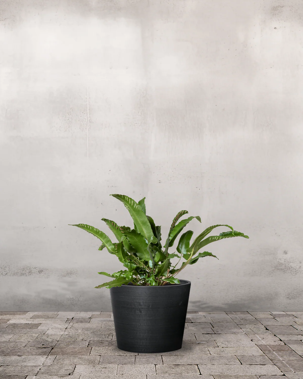 Hjortetunge, Asplenium scolopendrium - 20-40 cm - Image 4