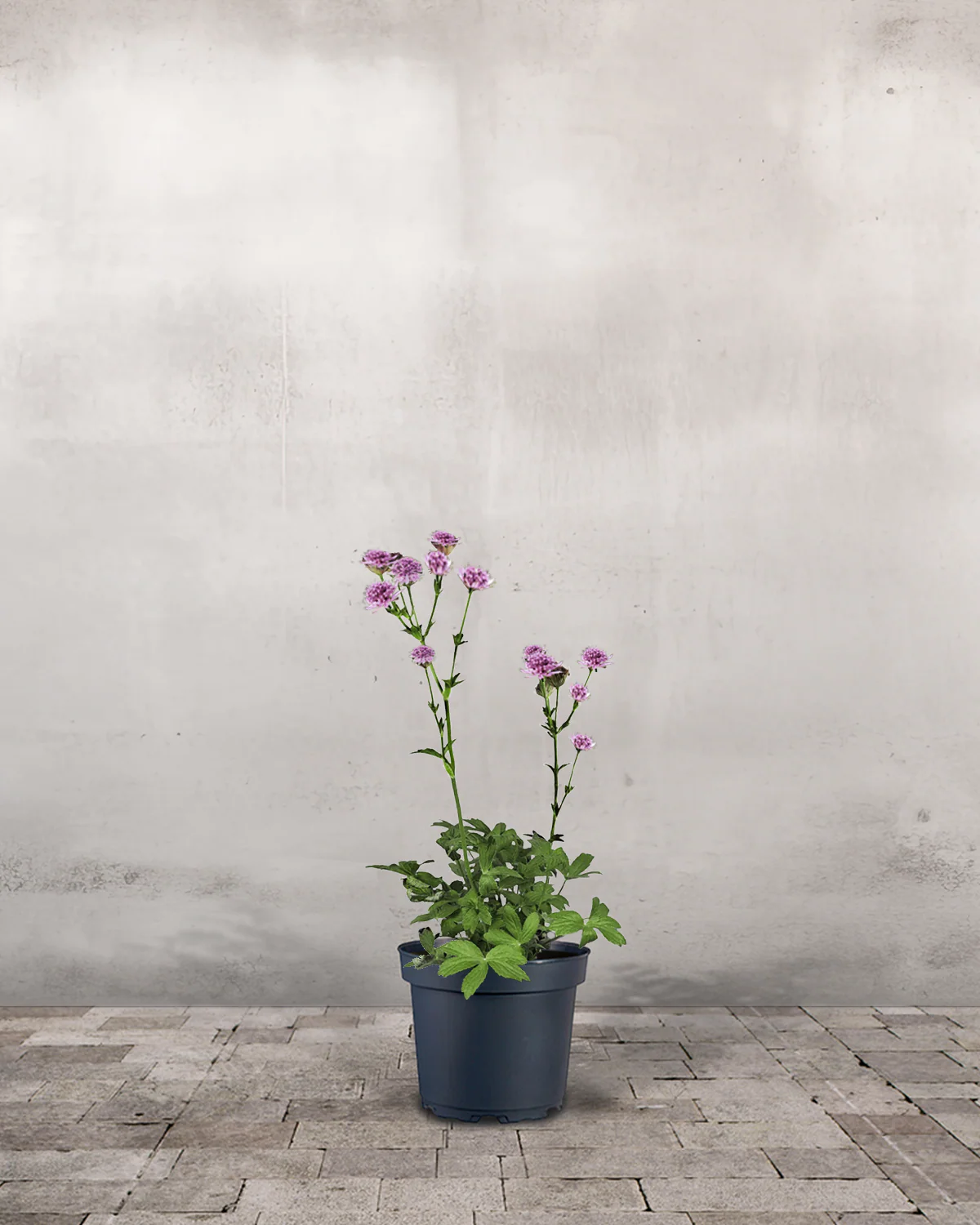 Stjerneskærm, Astrantia Roma - 12 cm potte