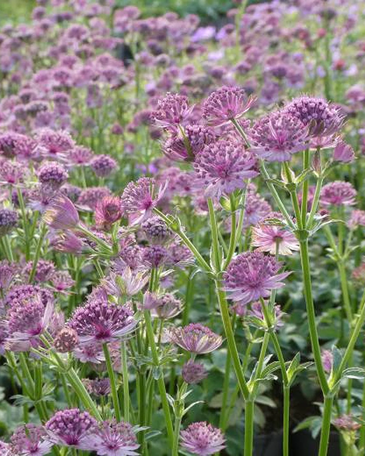 Stjerneskærm, Astrantia Roma - 12 cm potte - Image 2