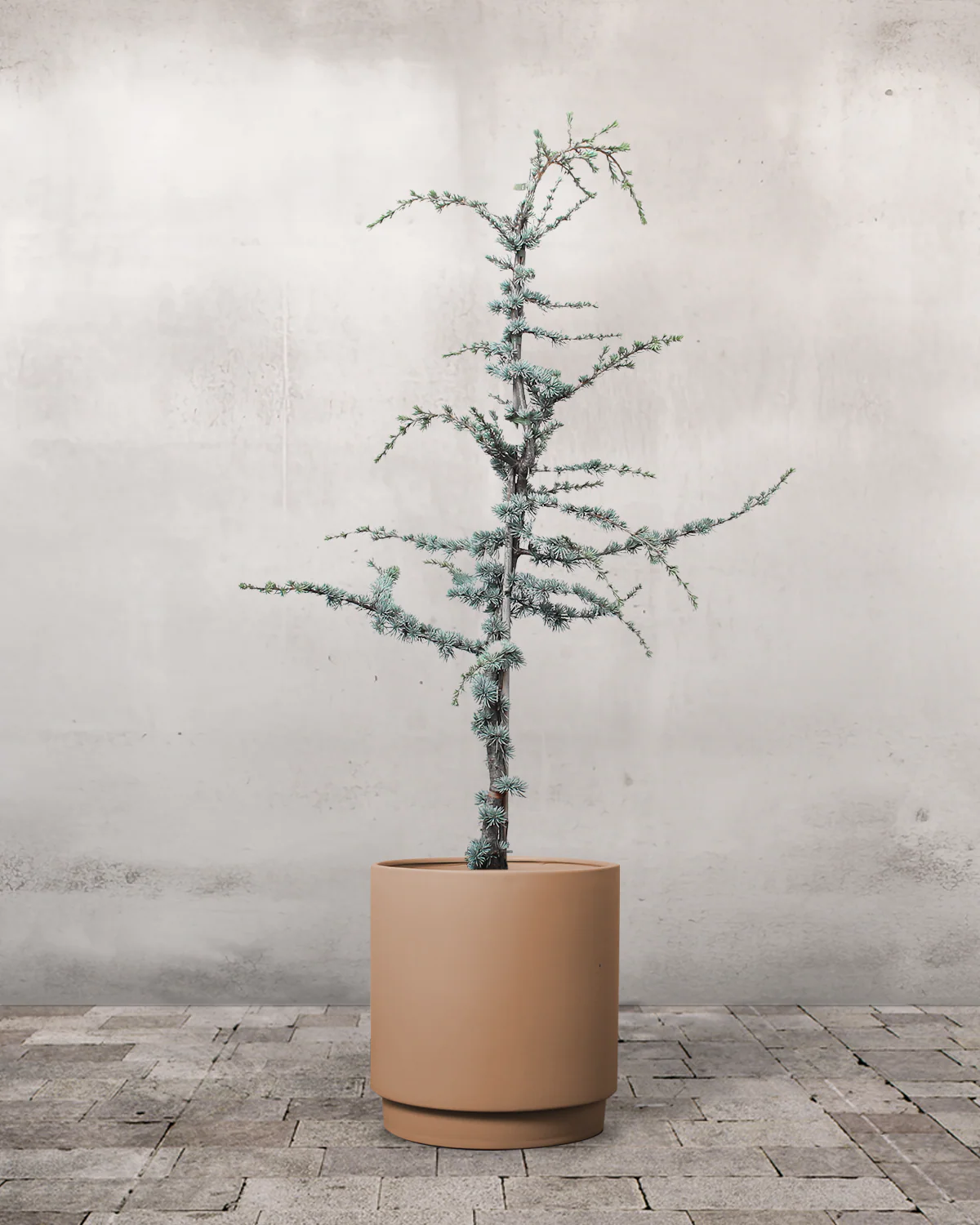 Blå Atlasceder, Cedrus atlantica 'Glauca' - 140-160 cm - Image 5