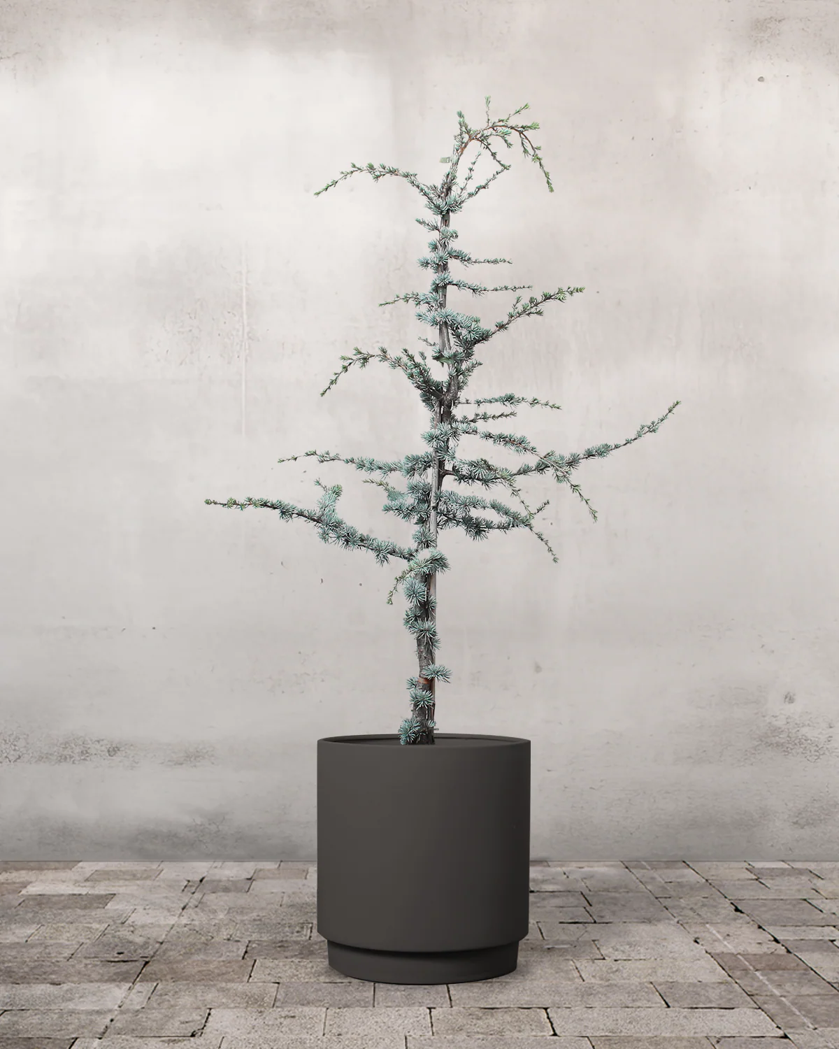 Blå Atlasceder, Cedrus atlantica 'Glauca' - 140-160 cm - Image 6