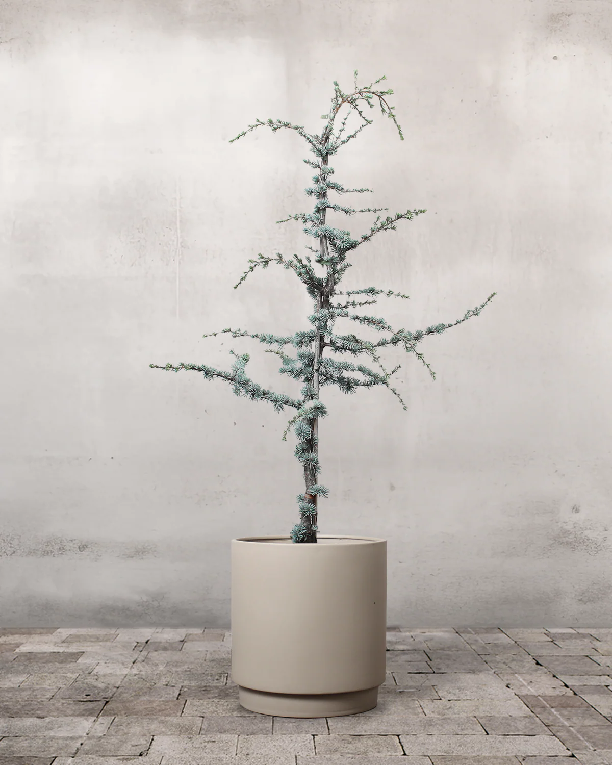 Blå Atlasceder, Cedrus atlantica 'Glauca' - 140-160 cm - Image 7