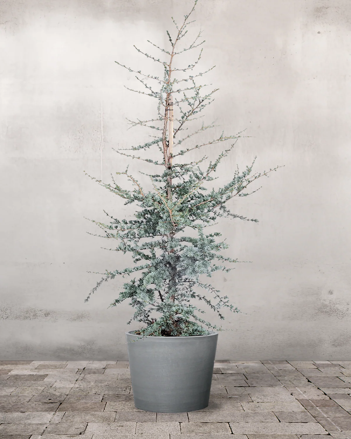 Blå Atlasceder, Cedrus atlantica 'Glauca' - 200-220 cm - Image 3