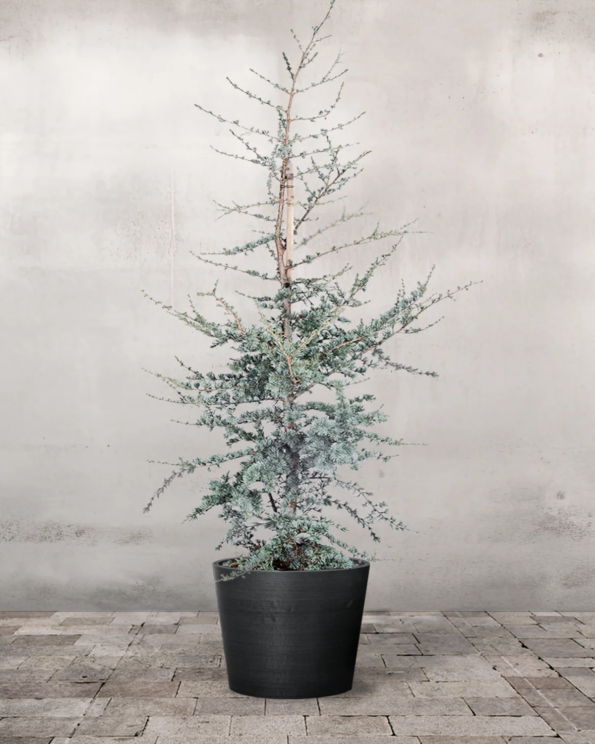 Blå Atlasceder, Cedrus atlantica 'Glauca' - 200-220 cm - Image 4