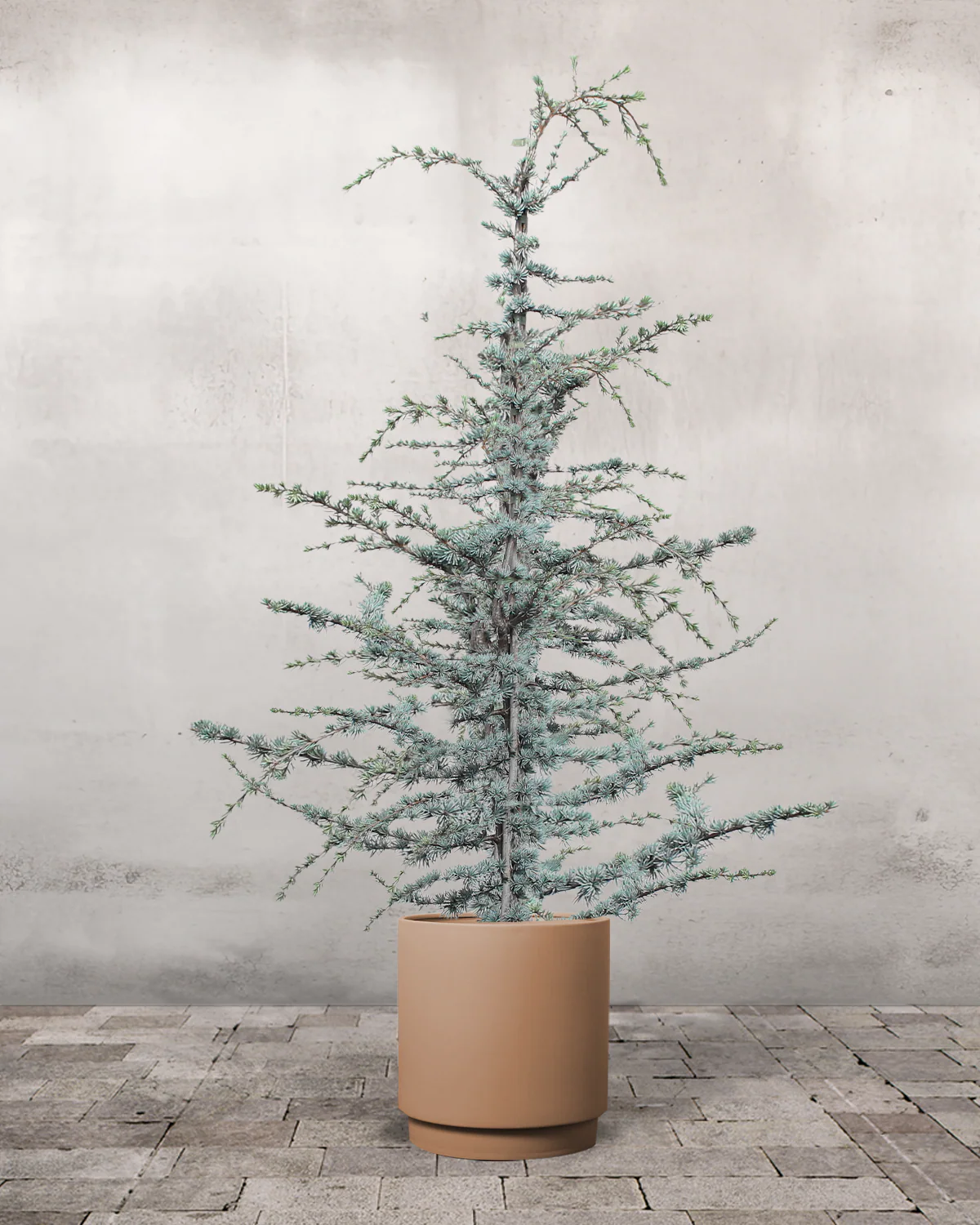 Blå Atlasceder, Cedrus atlantica 'Glauca' - 200-220 cm - Image 6
