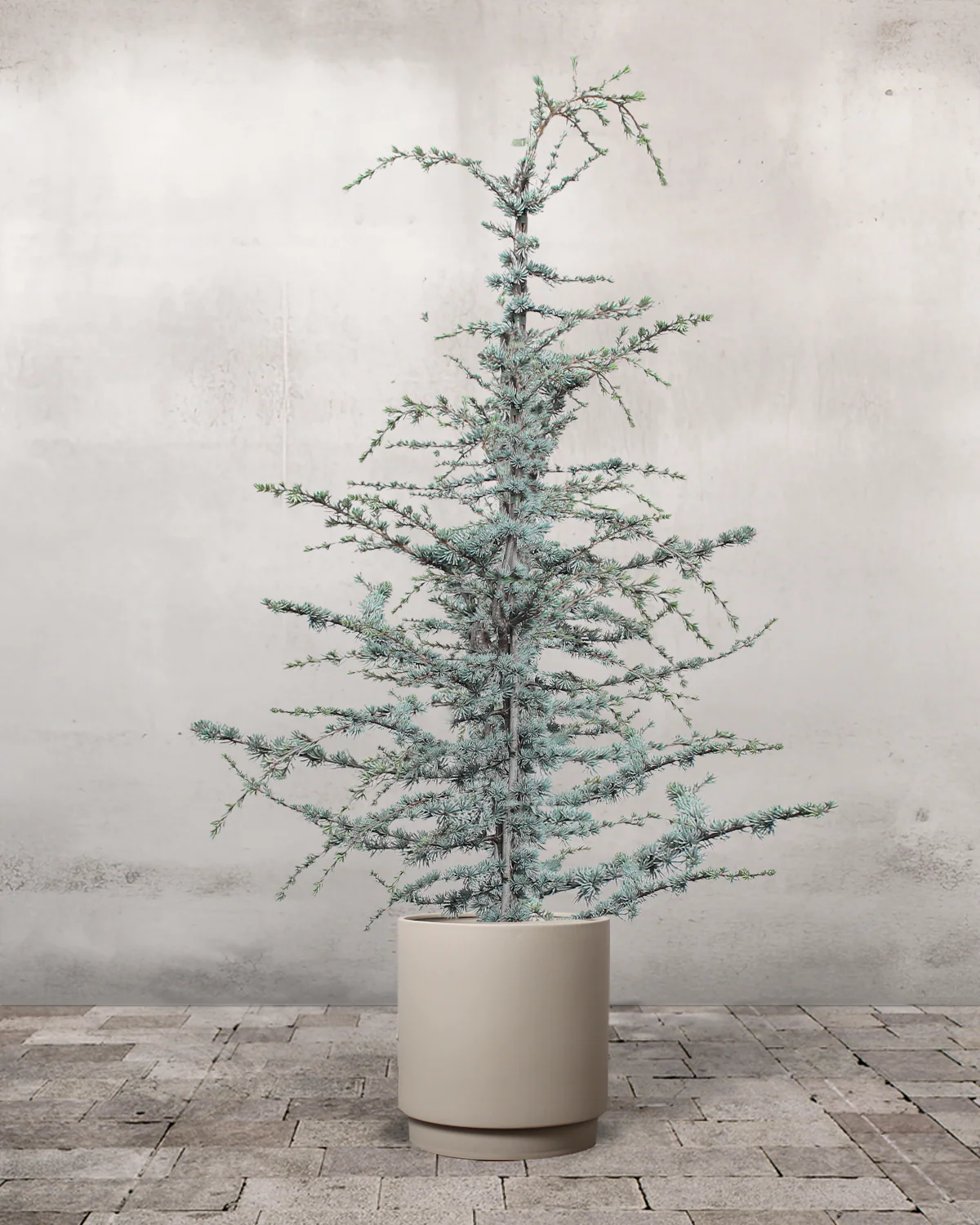 Blå Atlasceder, Cedrus atlantica 'Glauca' - 200-220 cm - Image 5