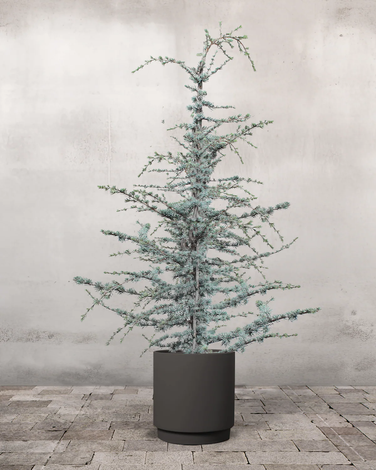 Blå Atlasceder, Cedrus atlantica 'Glauca' - 200-220 cm - Image 7