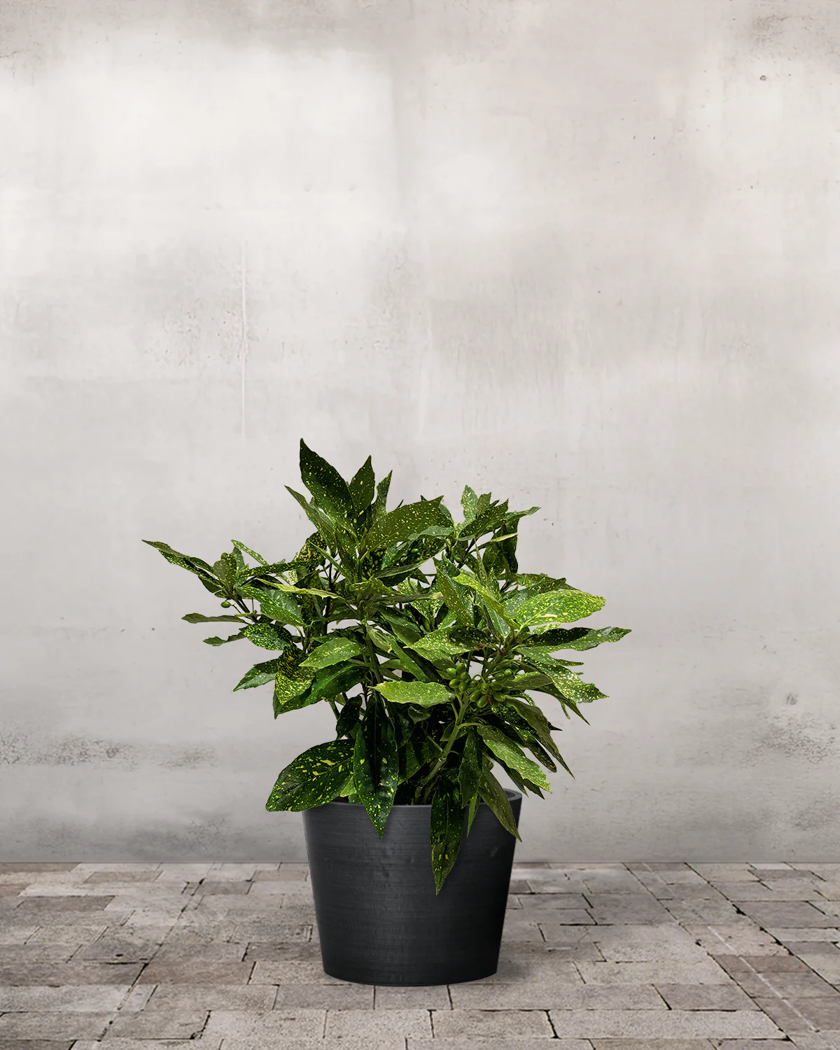 Aucuba, Aucuba japonica 'Variegata' - 60-80 cm - Image 3