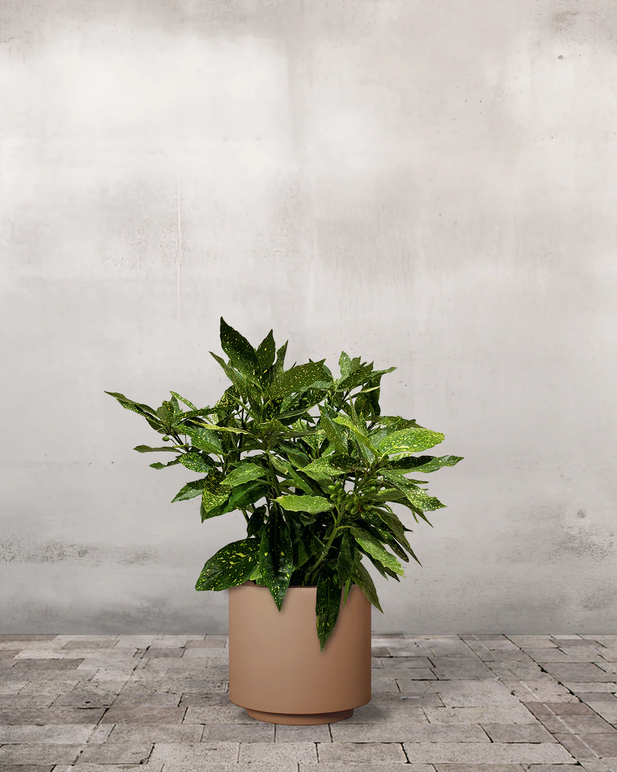 Aucuba, Aucuba japonica 'Variegata' - 60-80 cm - Image 5