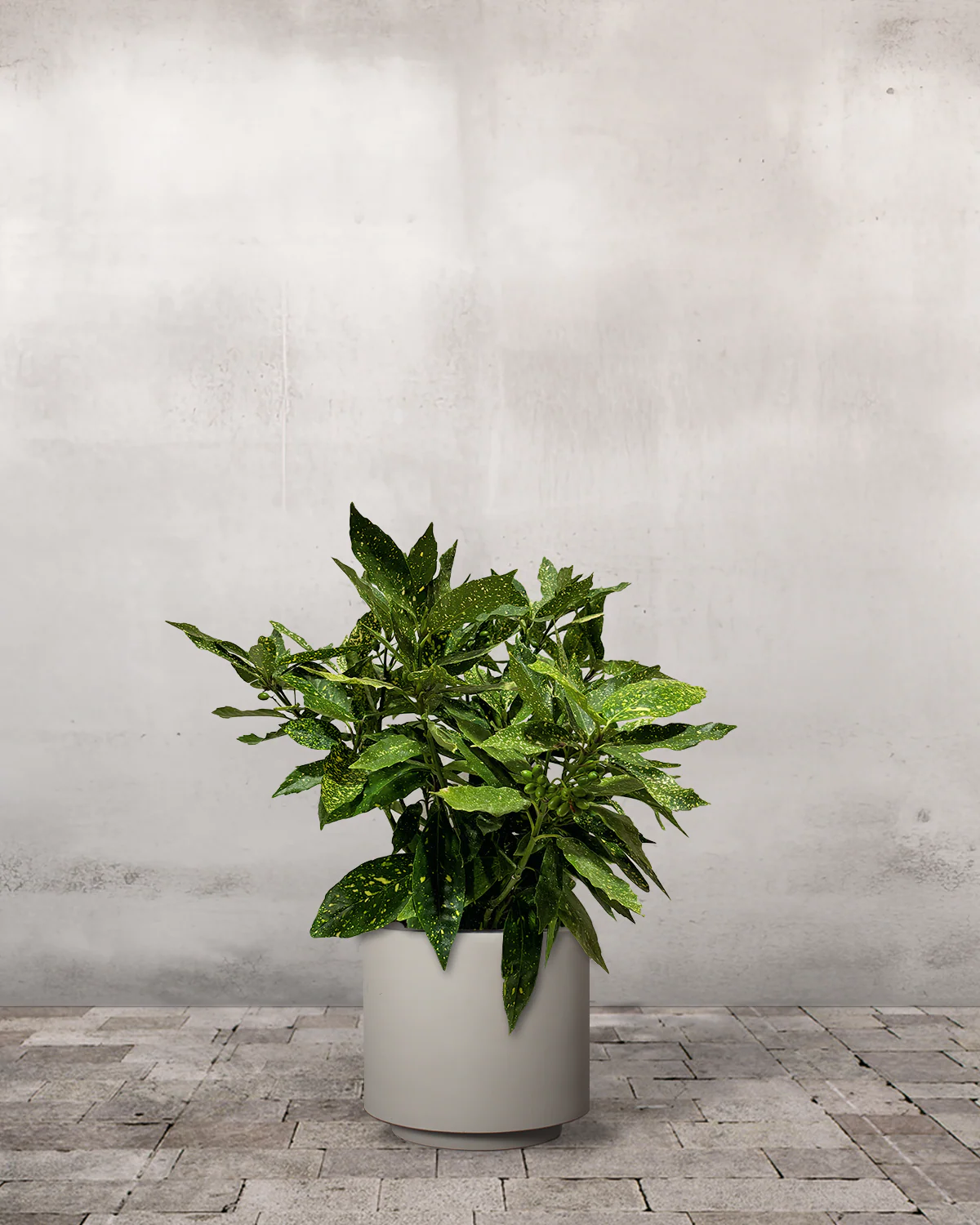 Aucuba, Aucuba japonica 'Variegata' - 60-80 cm - Image 6