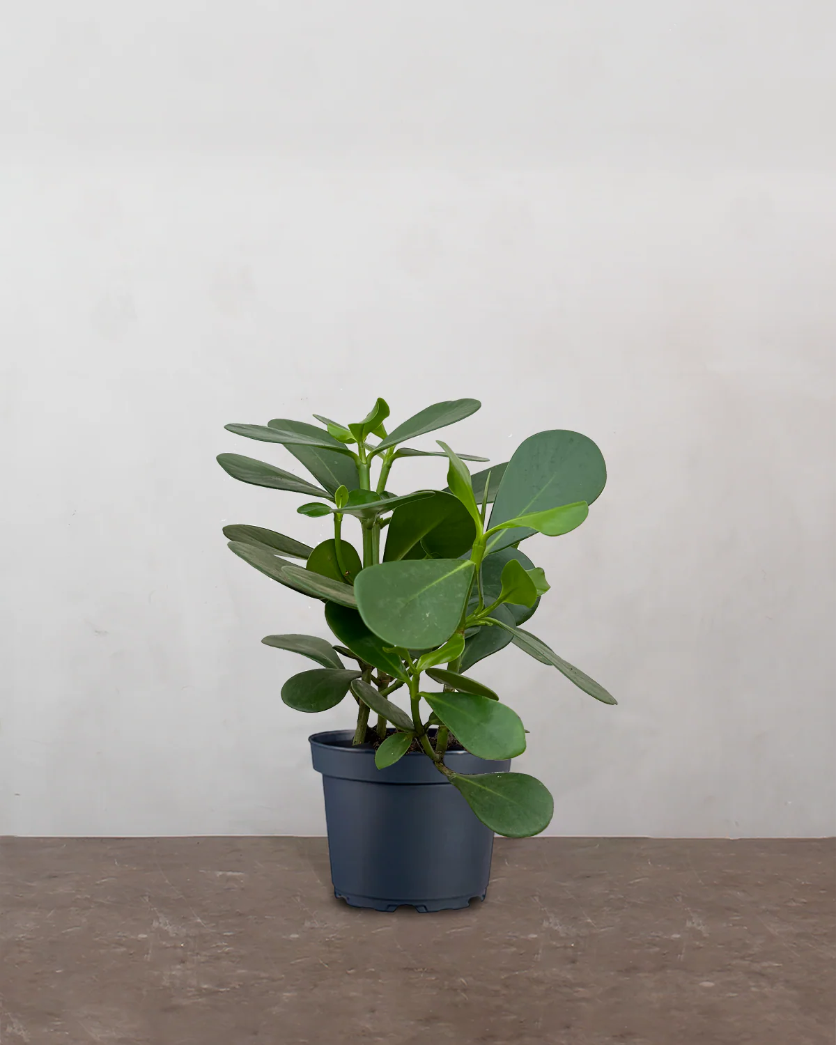 Balsamæble 'Clusia Rosea' - 30-50 cm