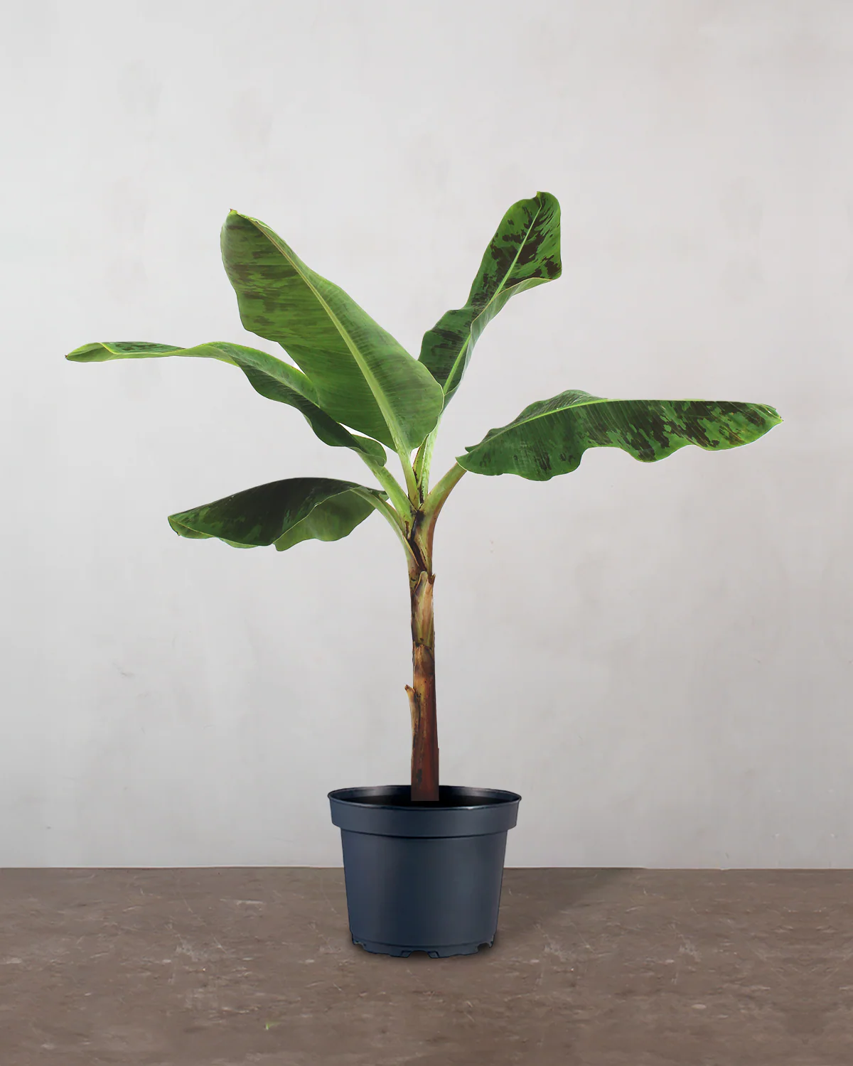 Bananpalme - 80-100 cm