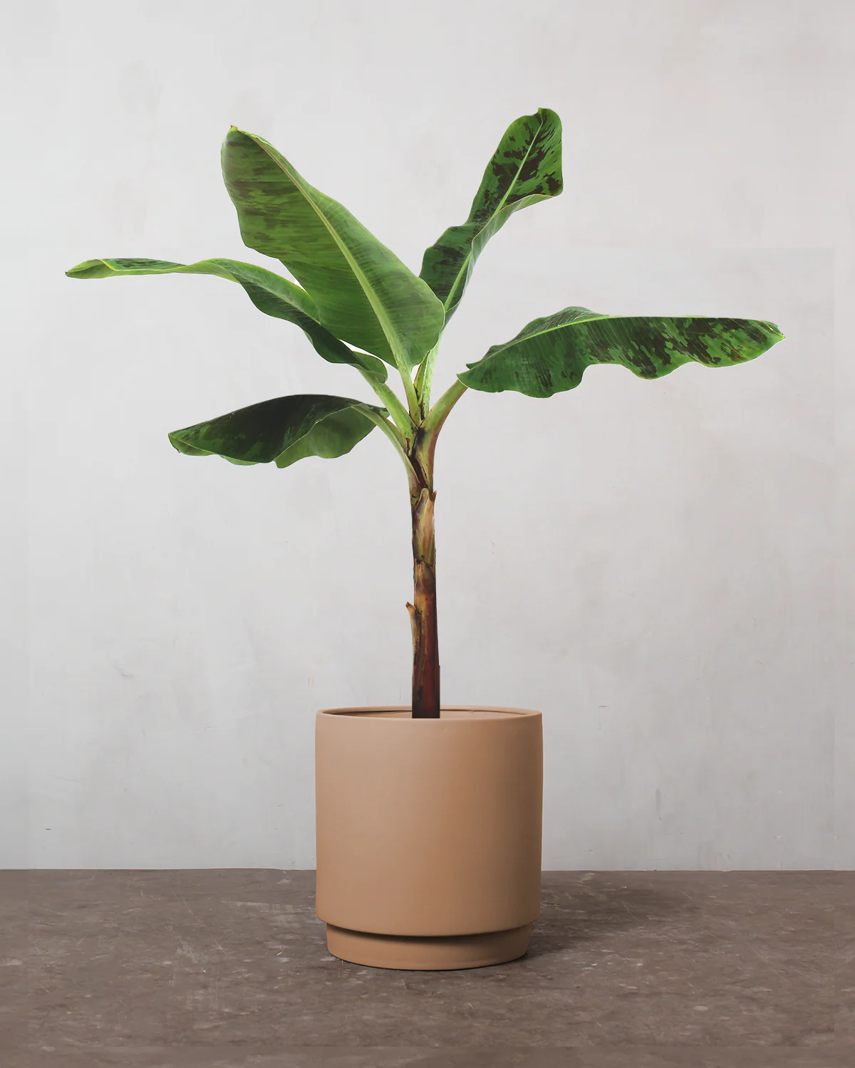 Bananpalme - 80-100 cm - Image 3