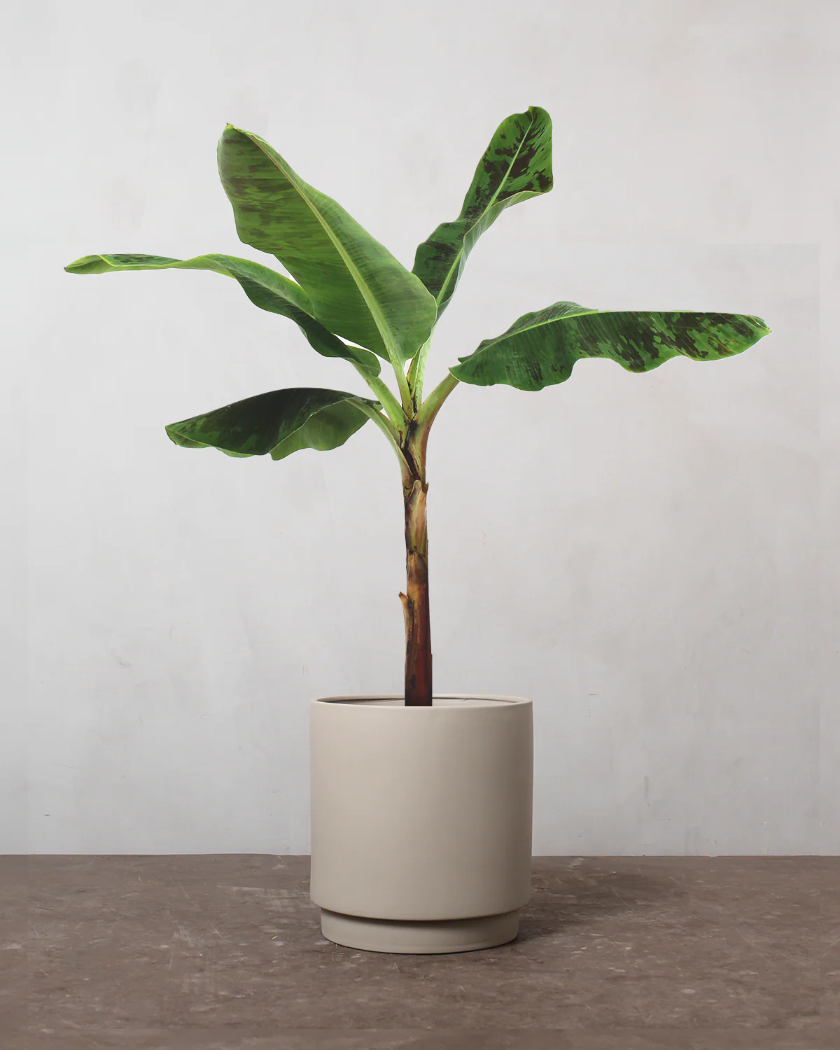 Bananpalme - 80-100 cm - Image 4