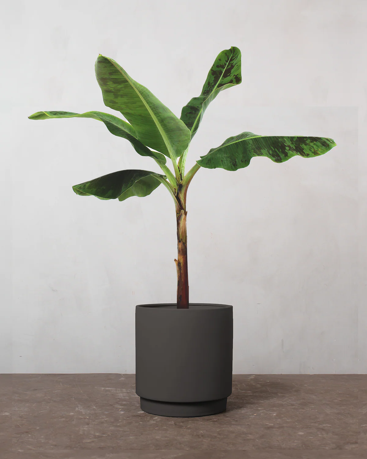 Bananpalme - 80-100 cm - Image 5
