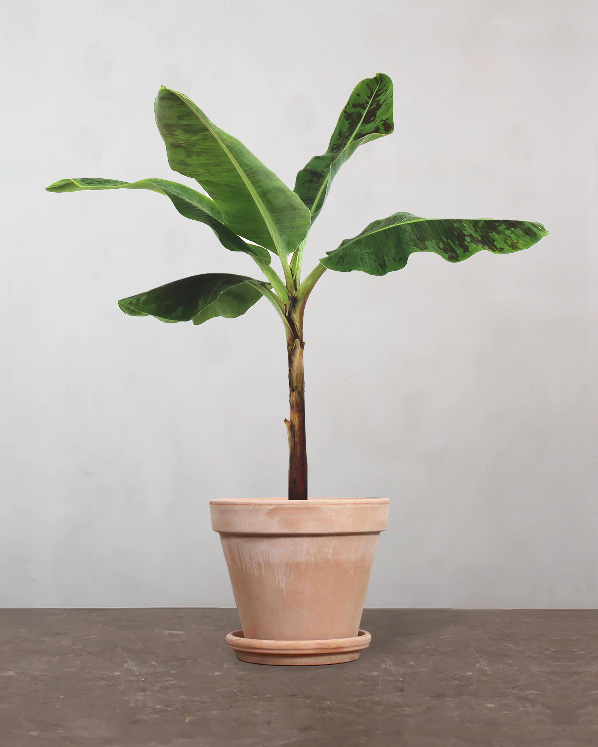Bananpalme - 80-100 cm - Image 6