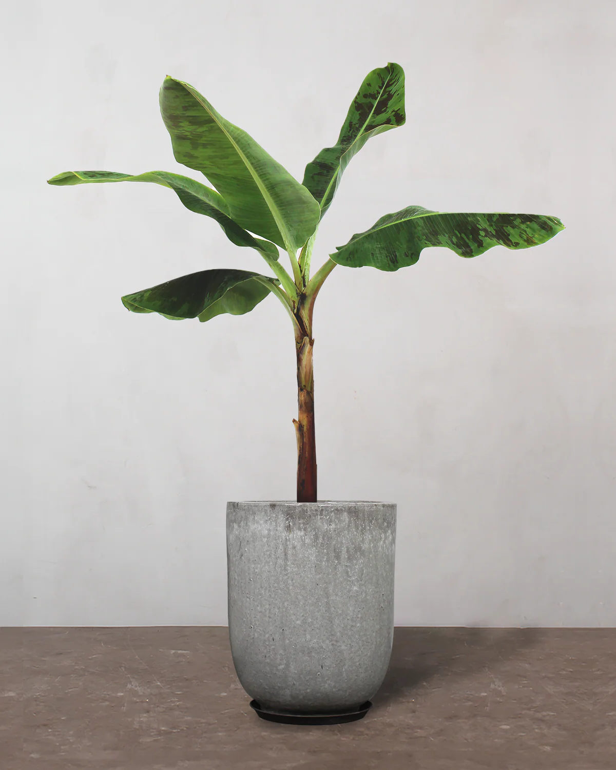 Bananpalme - 80-100 cm - Image 8