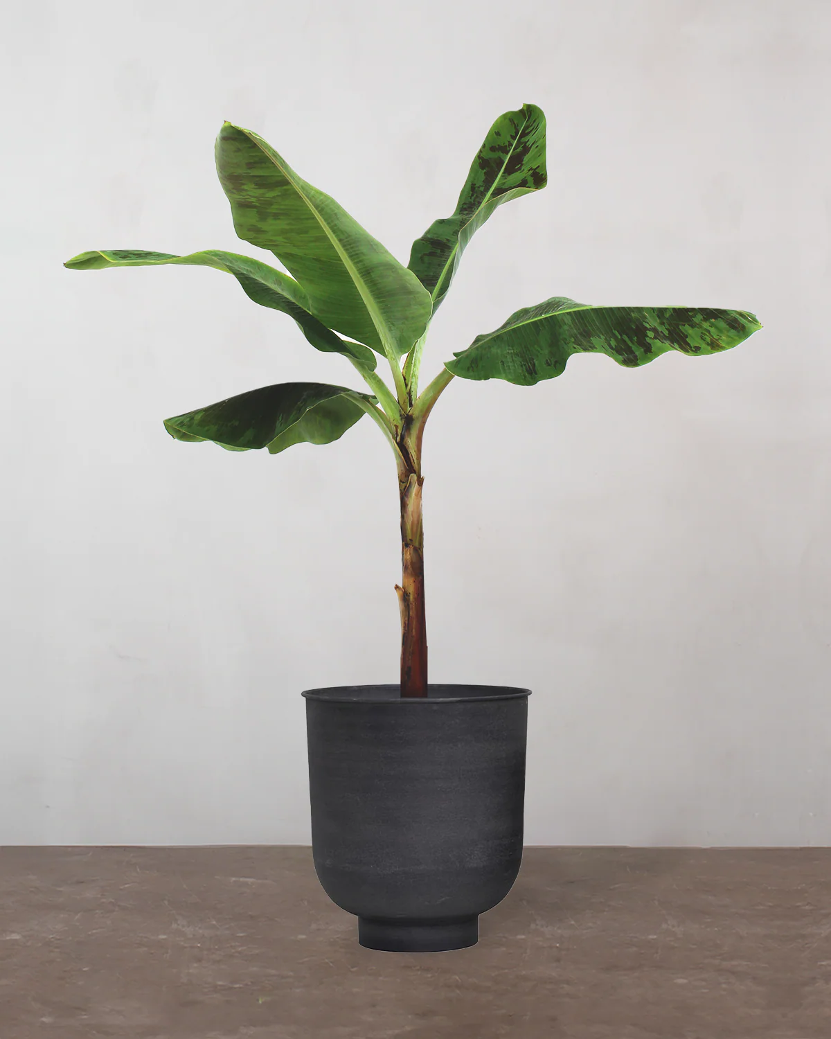Bananpalme - 80-100 cm - Image 7