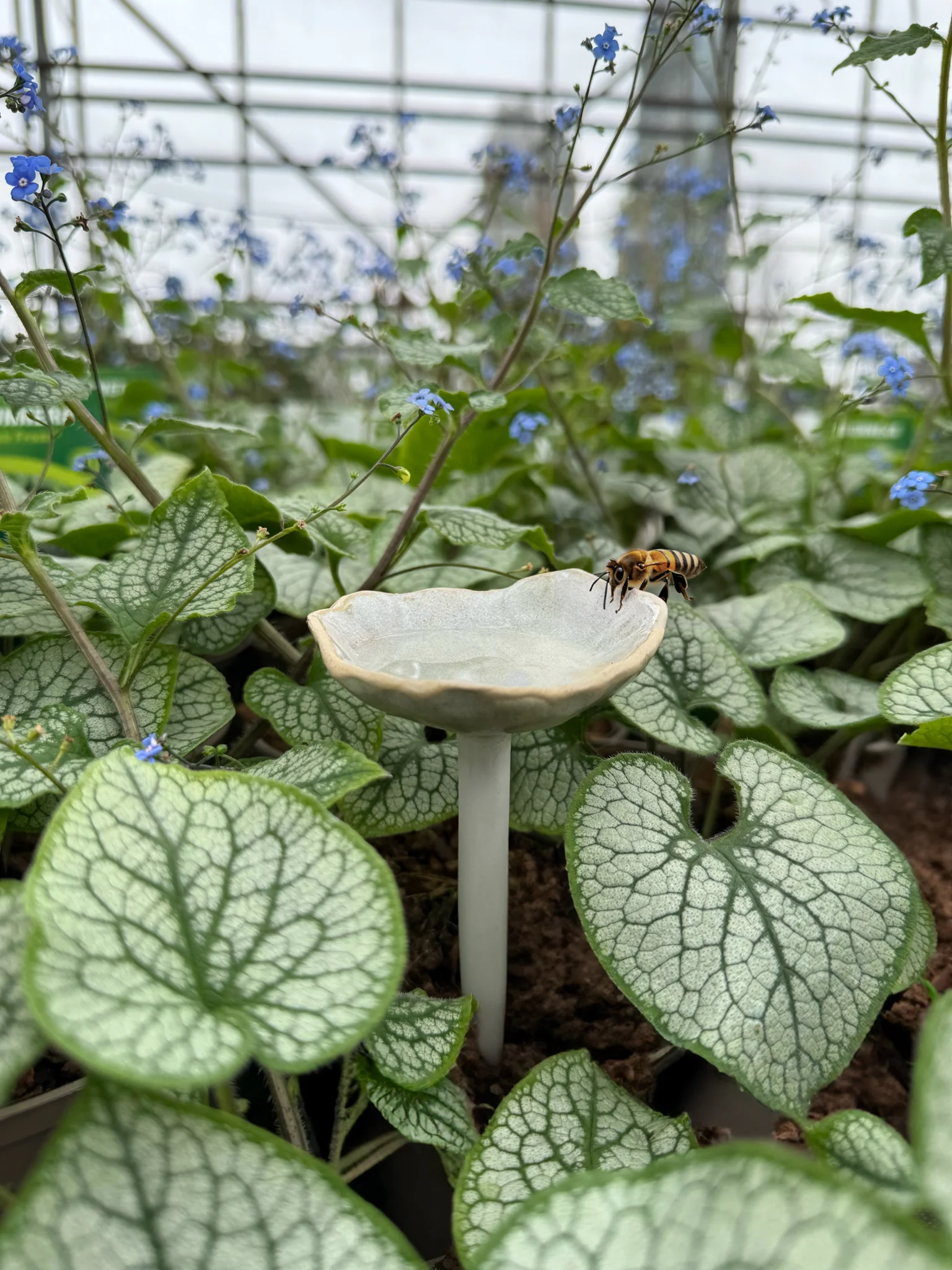 Bee Cup - Image 5