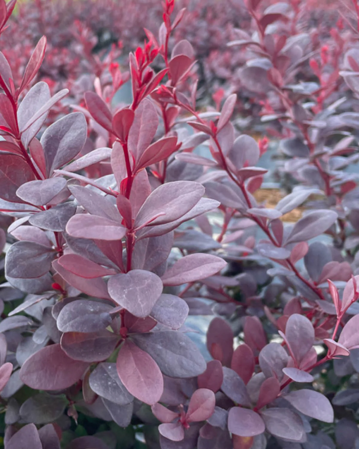 Berberis, Berberis thun. 'Concorde' - 40-60 cm