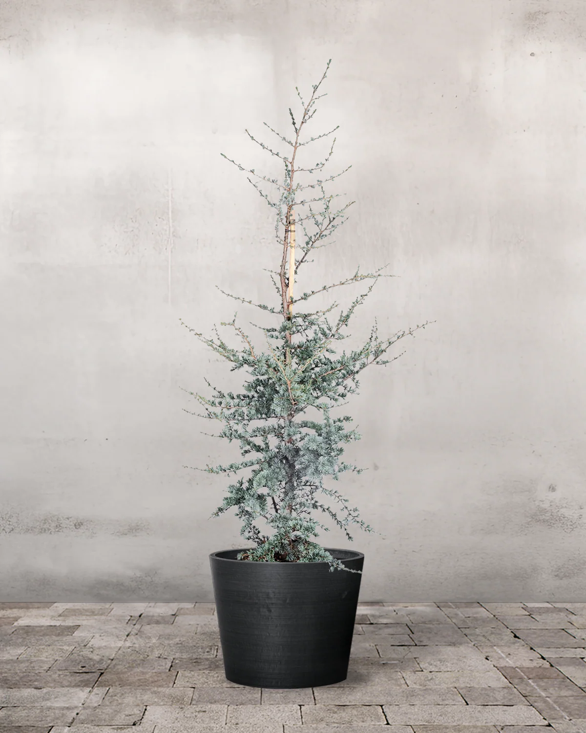 Blå Atlasceder, Cedrus atlantica 'Glauca' - 125-150 cm - Image 3