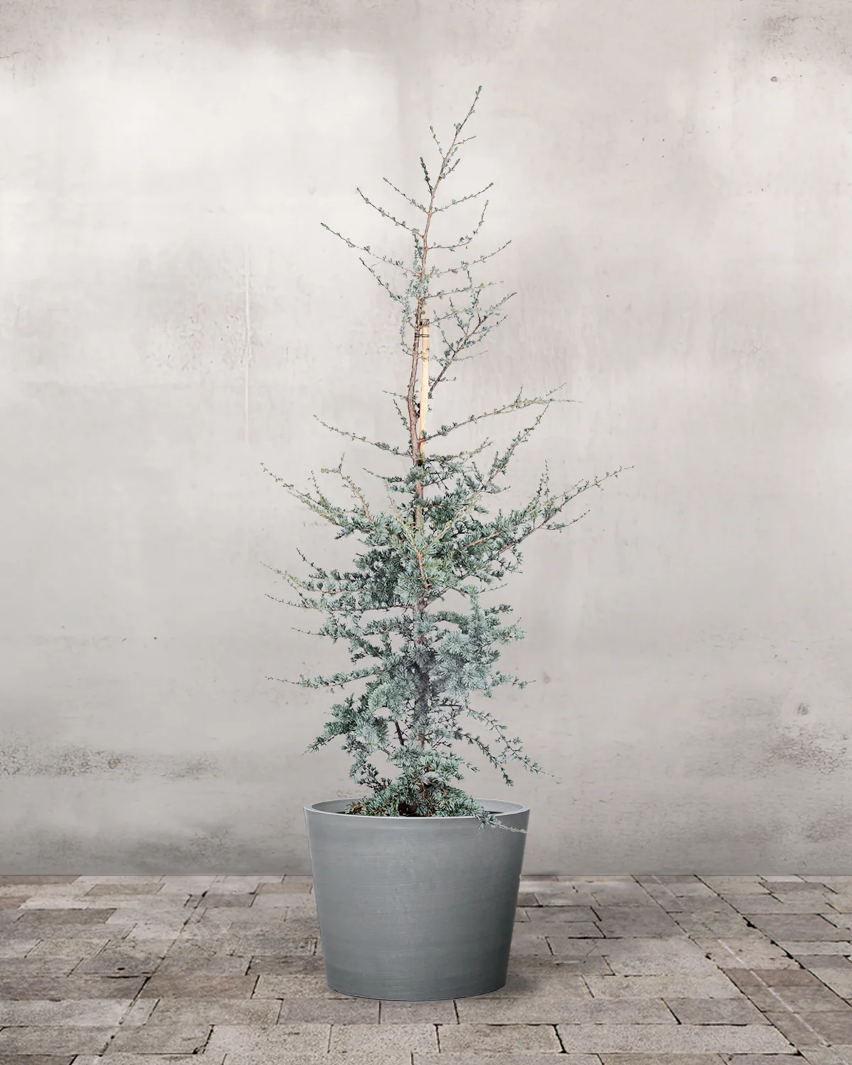 Blå Atlasceder, Cedrus atlantica 'Glauca' - 125-150 cm - Image 4