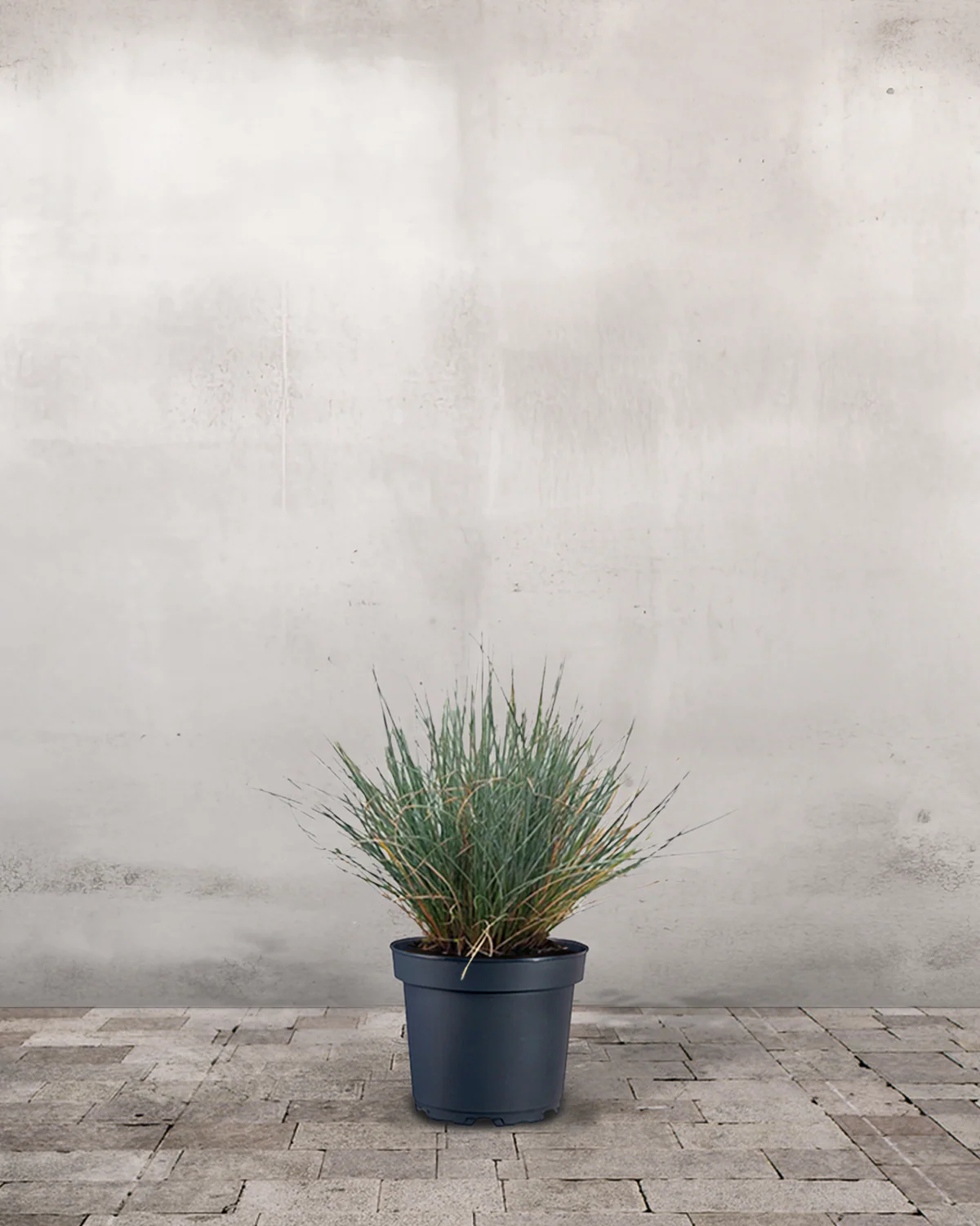 Blå Bjørnegræs, Festuca glauca